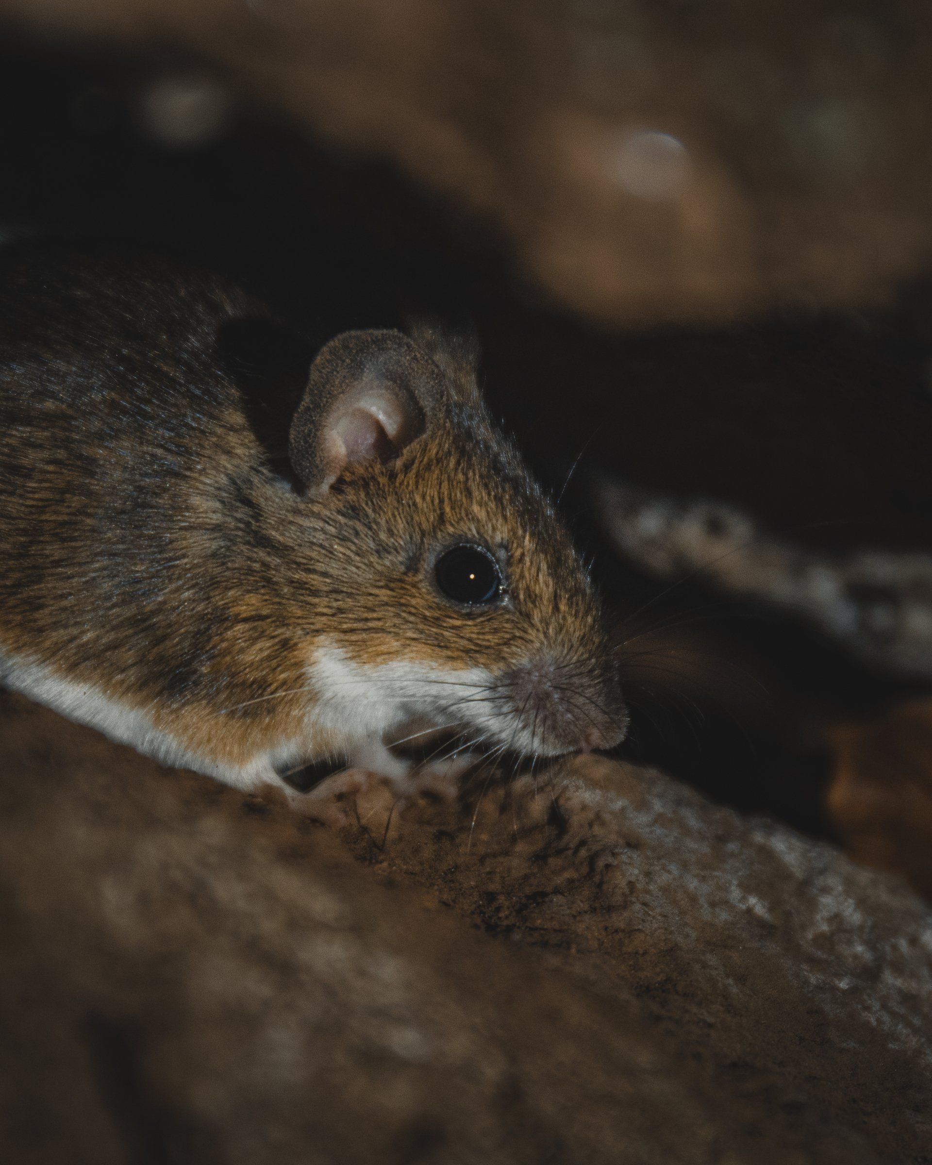 Small brown mouse peeking from a dark crevice on a rock, with a white belly visible, in an animal control situation in Columbus Ohio