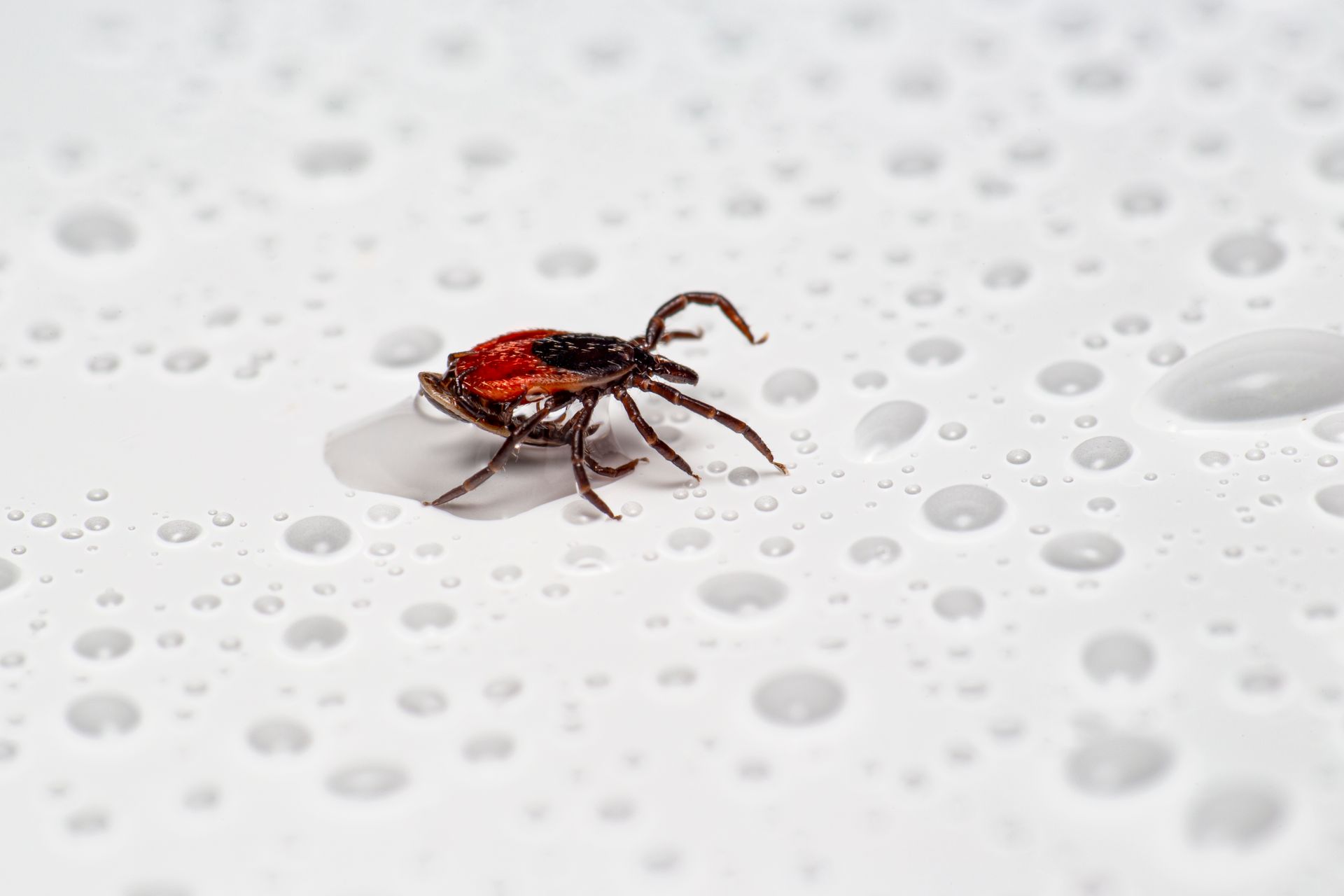 image of a tick