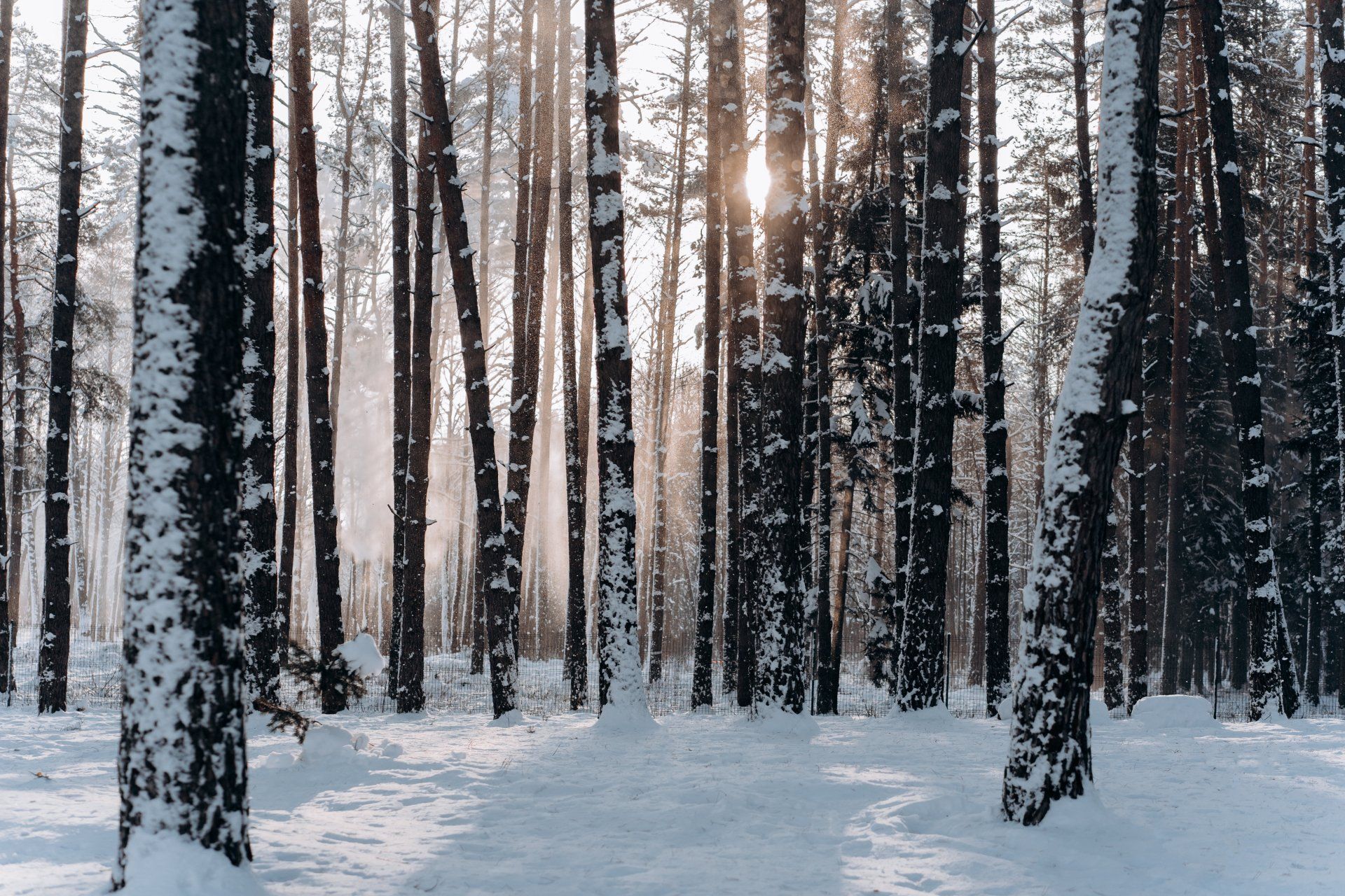 the sun is shining through the trees in the snowy forest