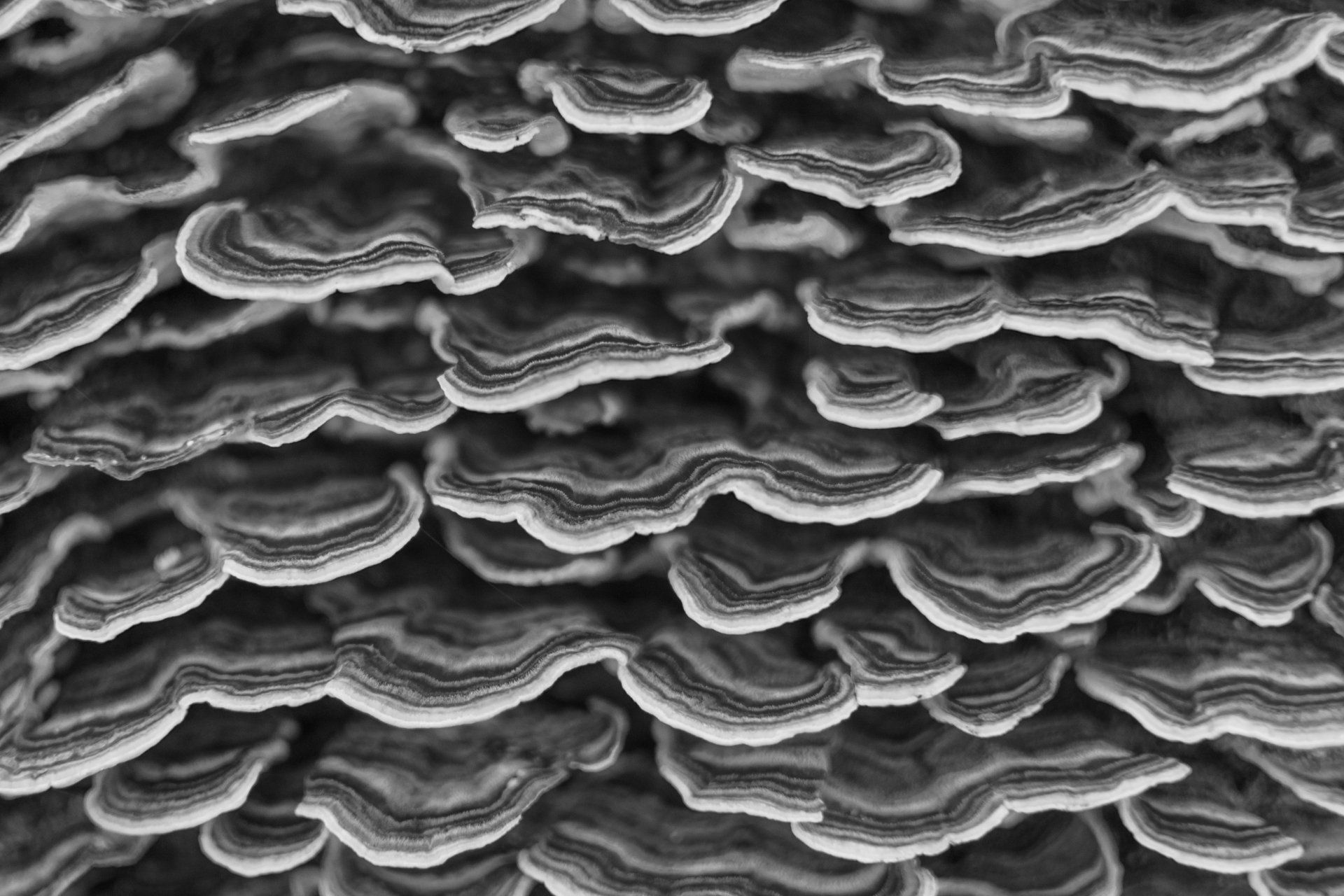 MycoRemédiation