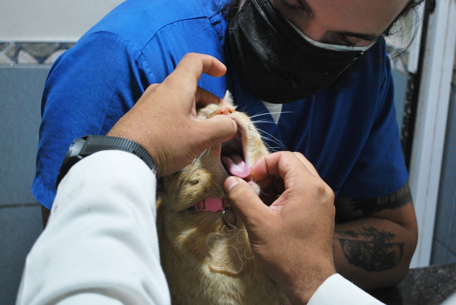 Hanna's Clinic for low cost vaccinations and spay/neutering