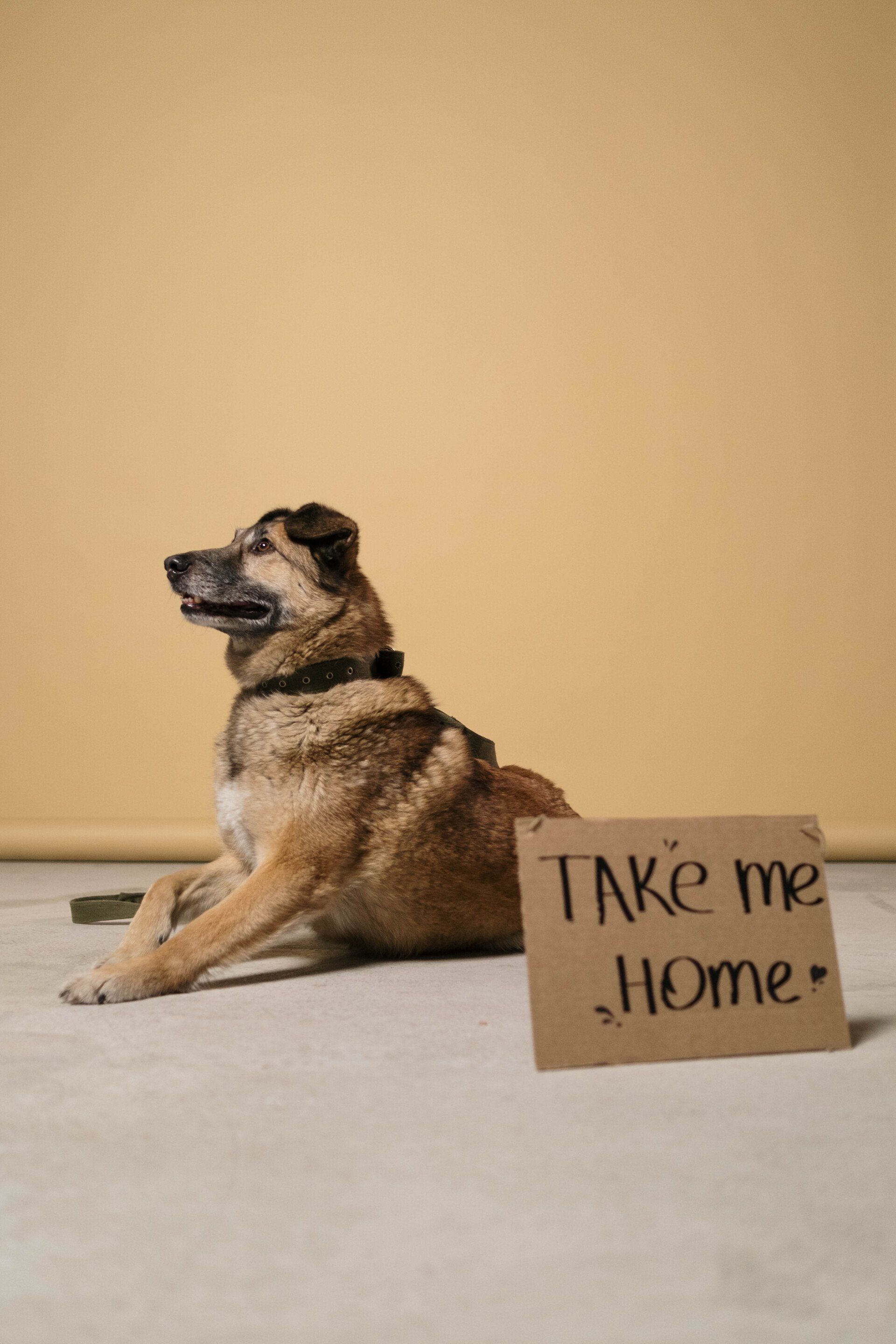 canine hydrotherapy, dog hydrotherapy, canine bodywork, dog massage, canine massage