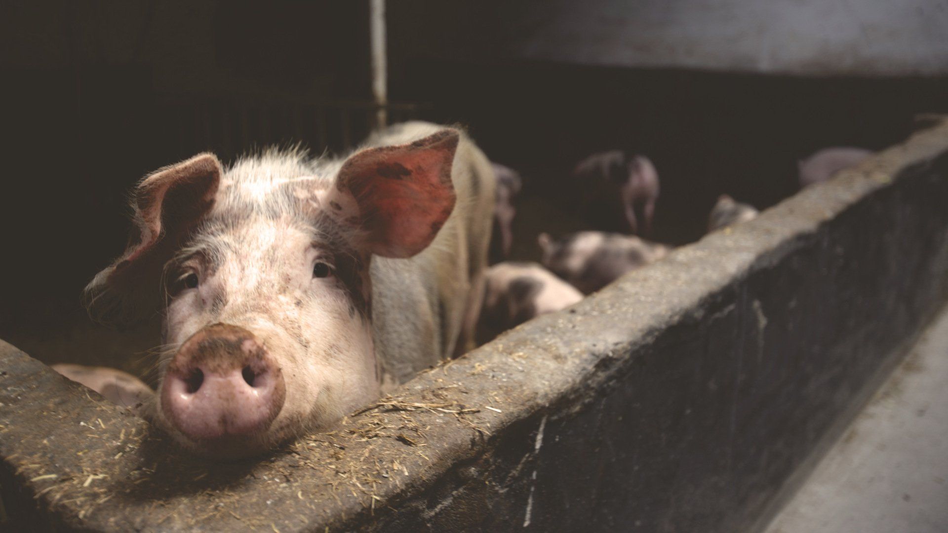 Un cochon est allongé dans une auge et regarde la caméra.