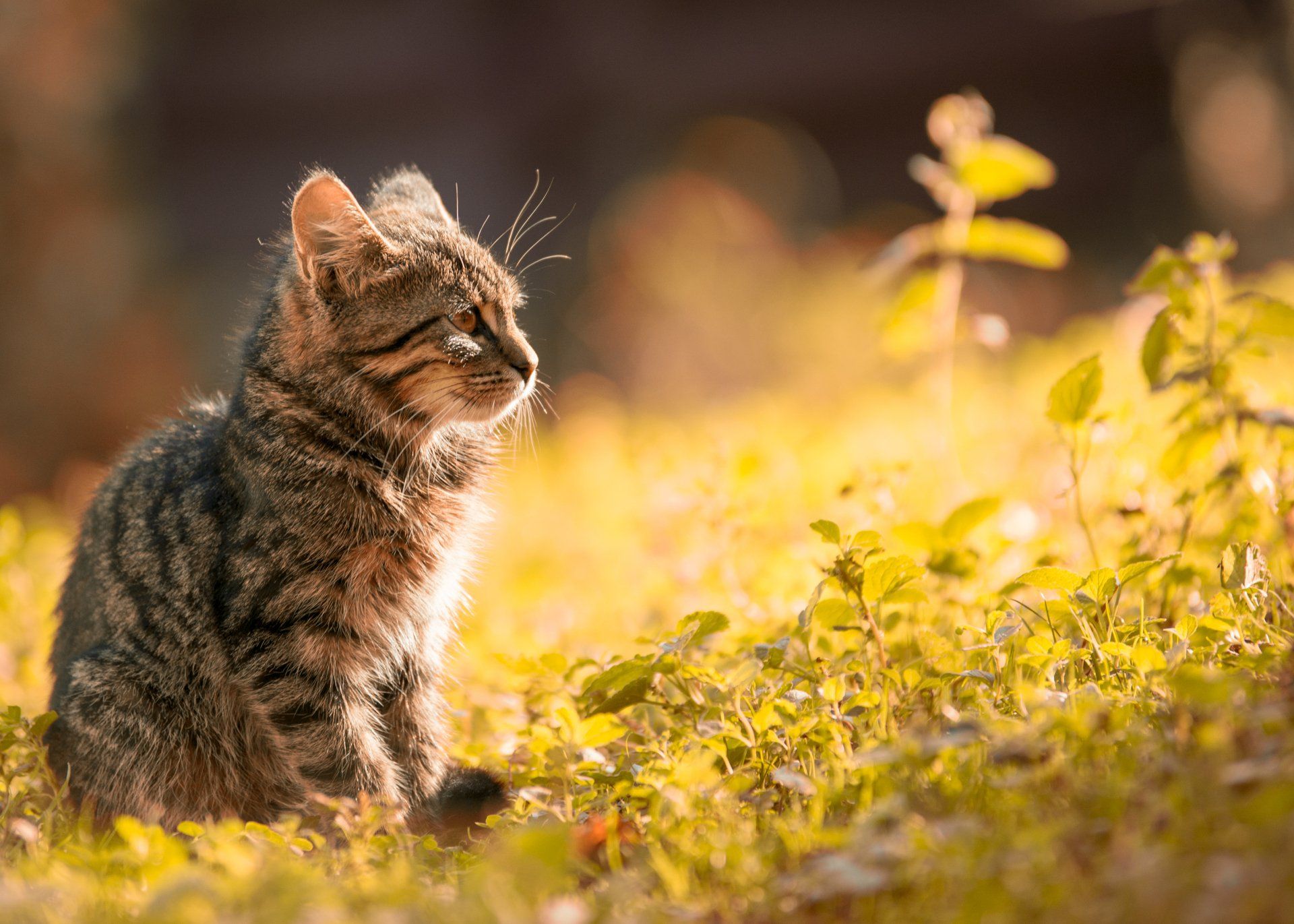 Chat