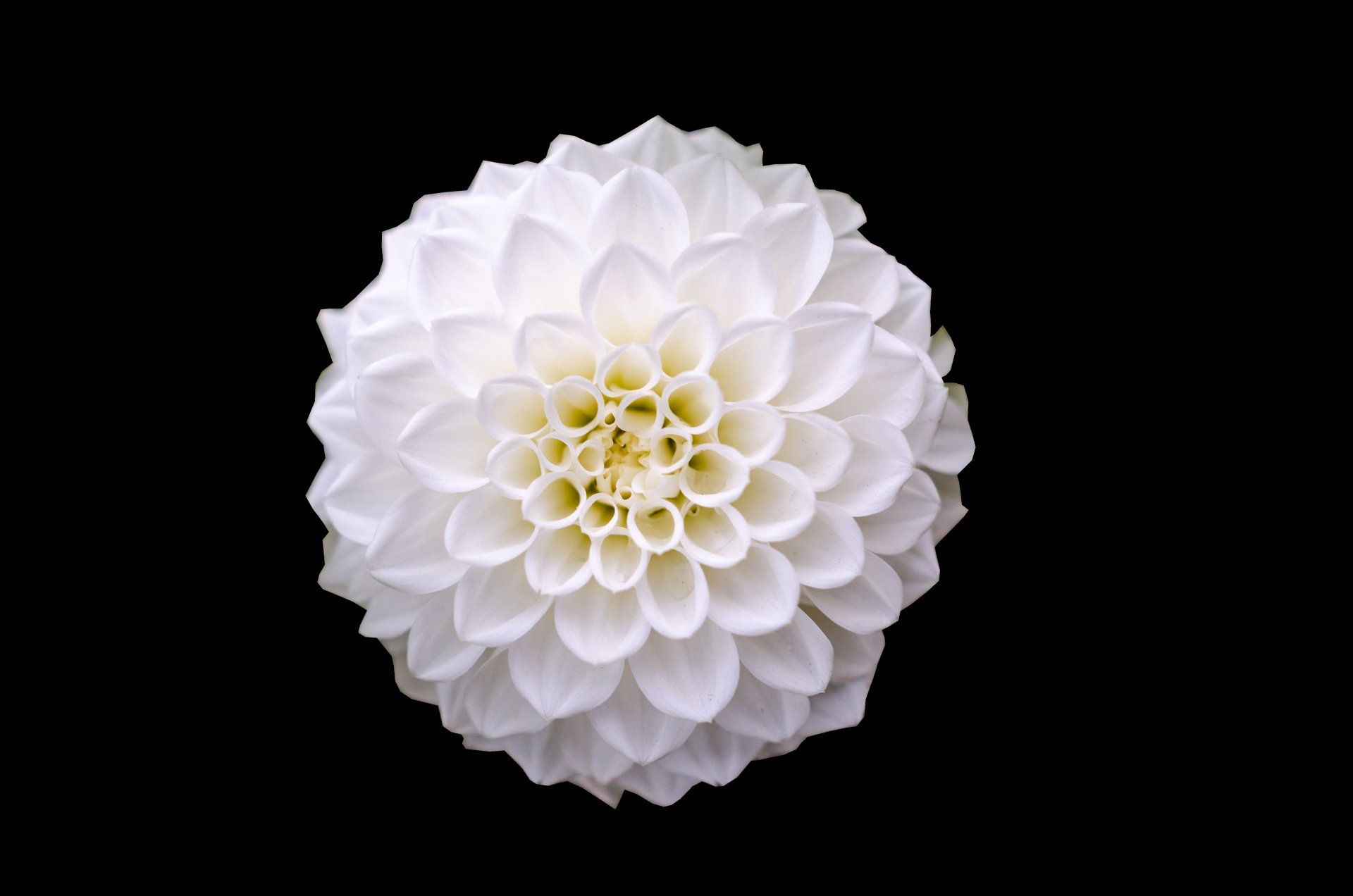 vit blomma