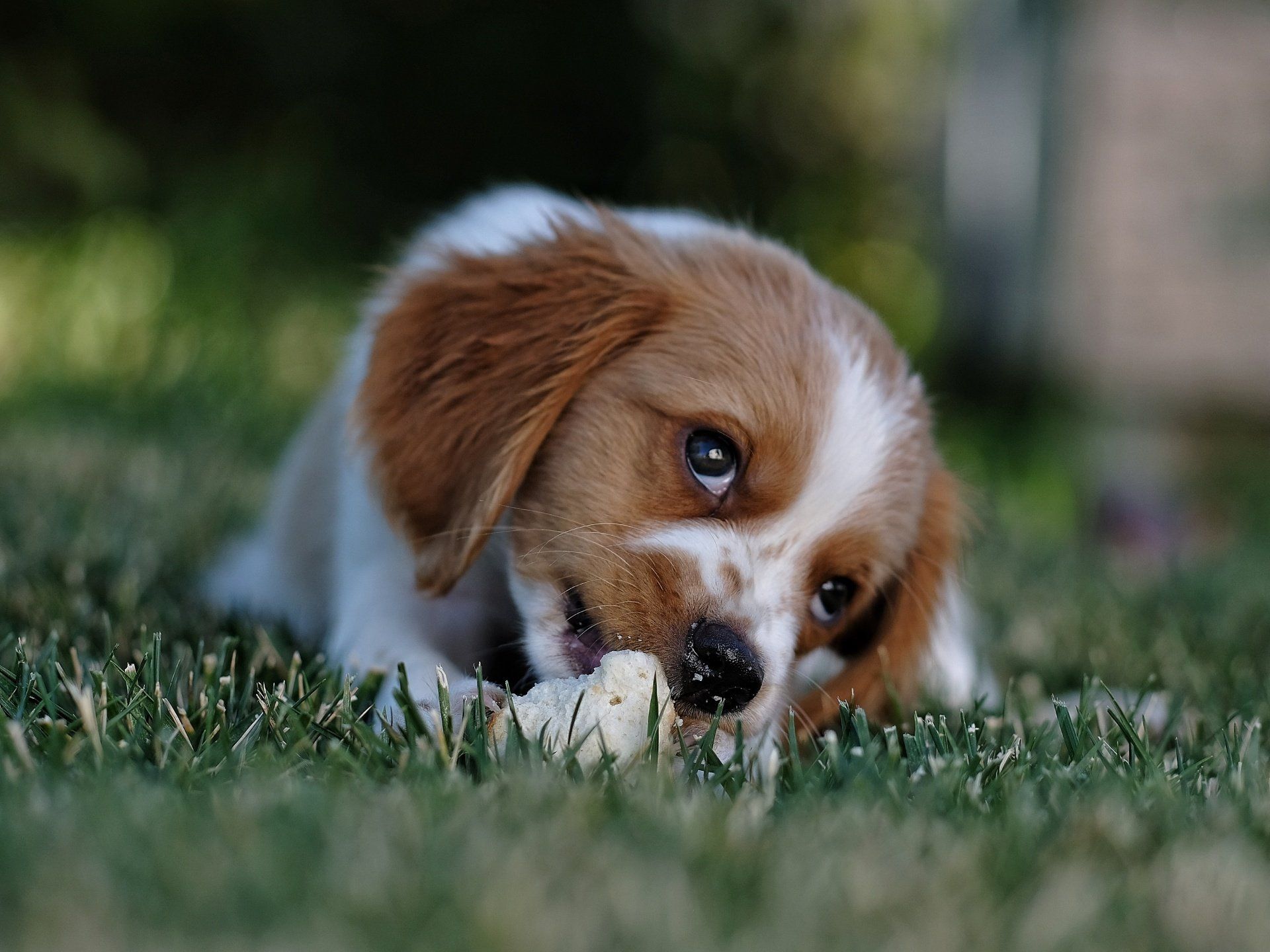 Private Puppy Trainer Ancaster Ontario