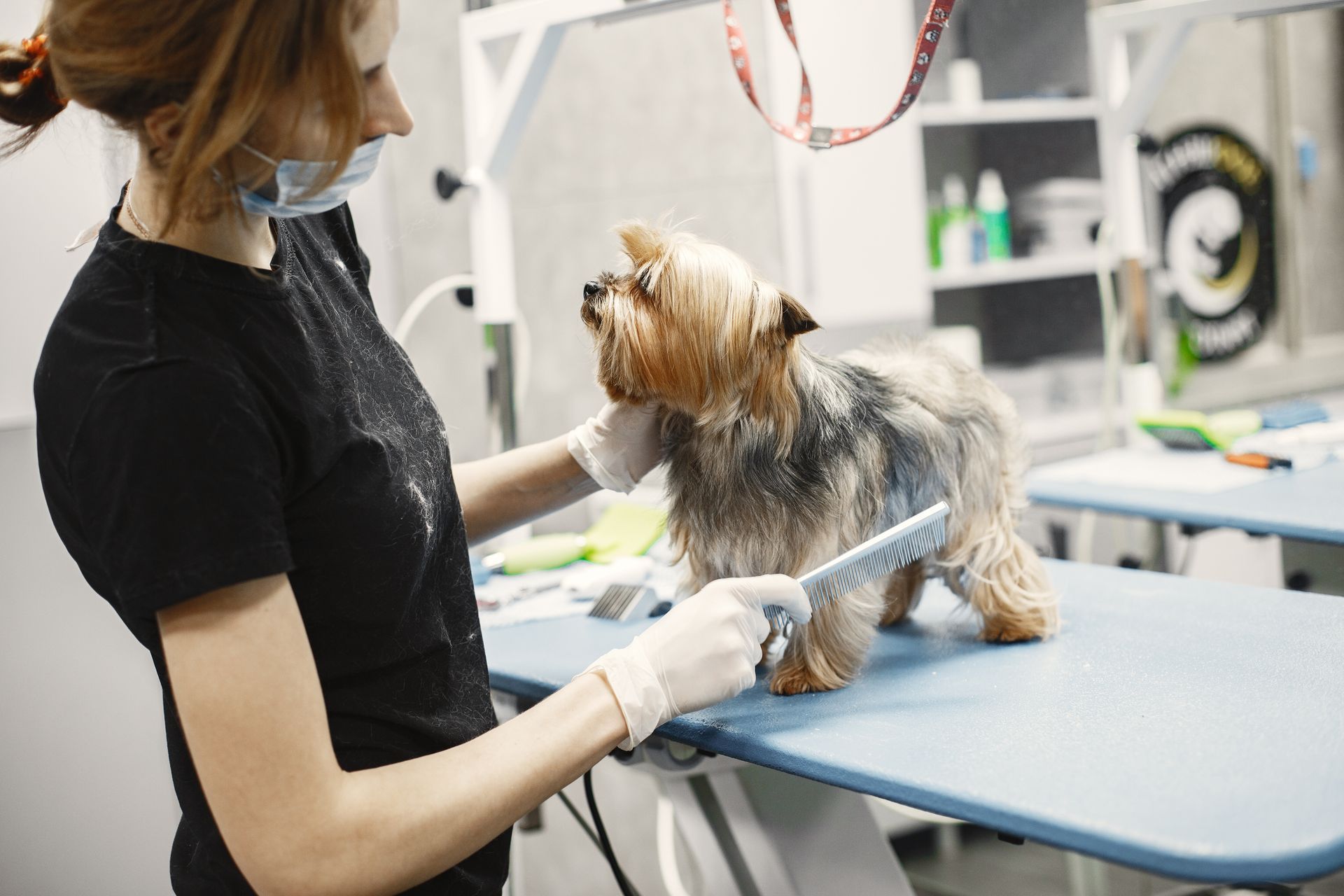 A woman is grooming a small dog on a table.