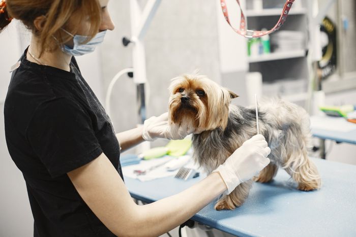 A woman is grooming a small dog on a table.