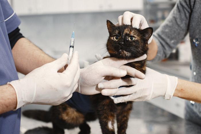 A cat is getting an injection from a veterinarian.