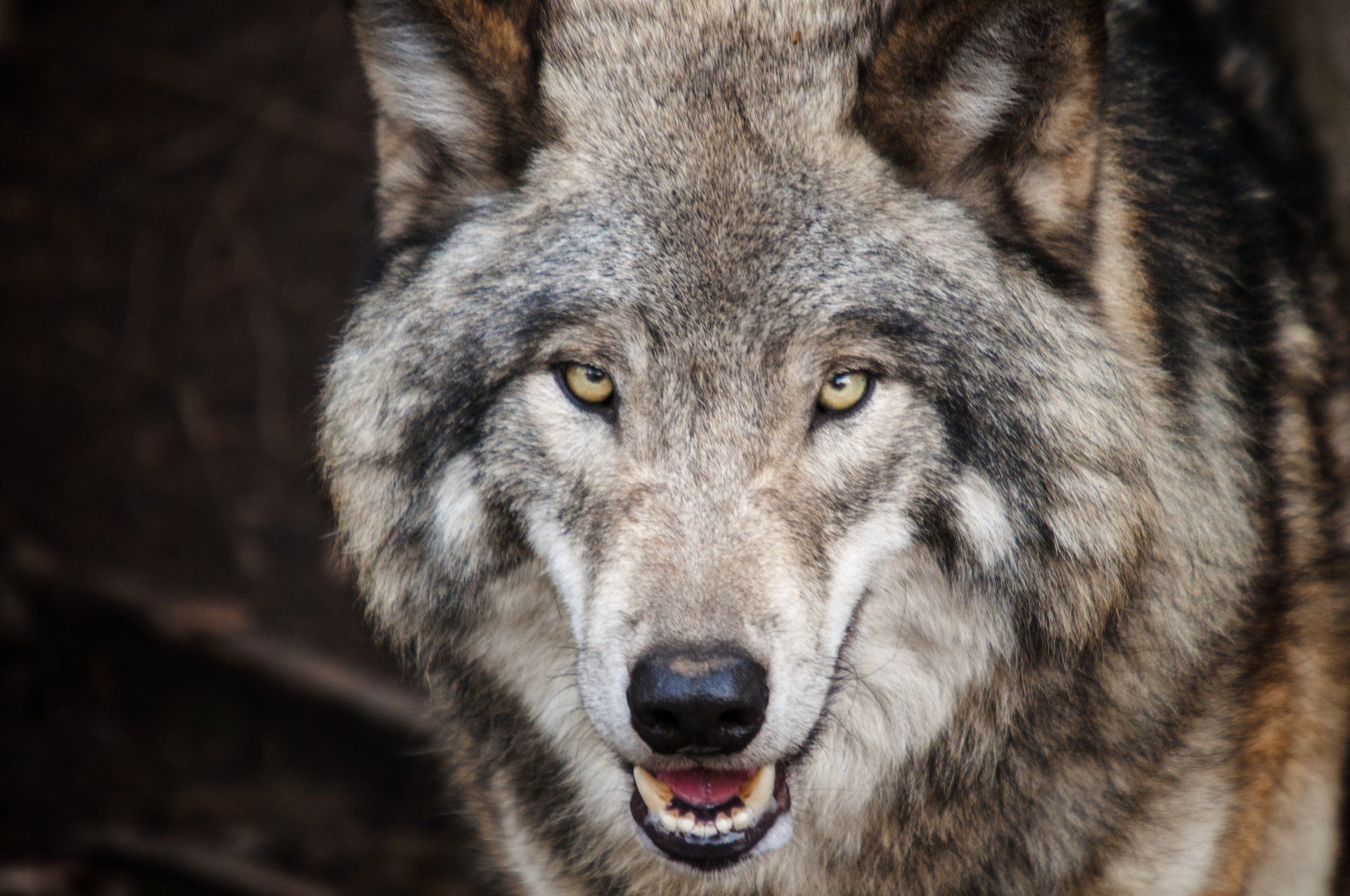 Gray wolf with intense yellow eyes, snarling slightly.