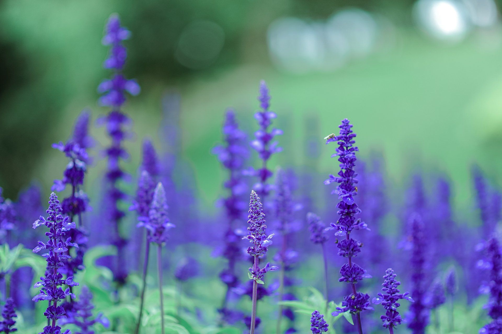 Homestead Lavender 