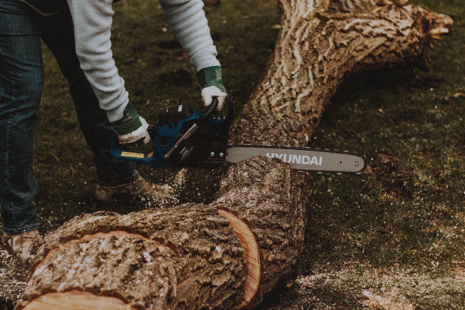 Sawing tree rounds