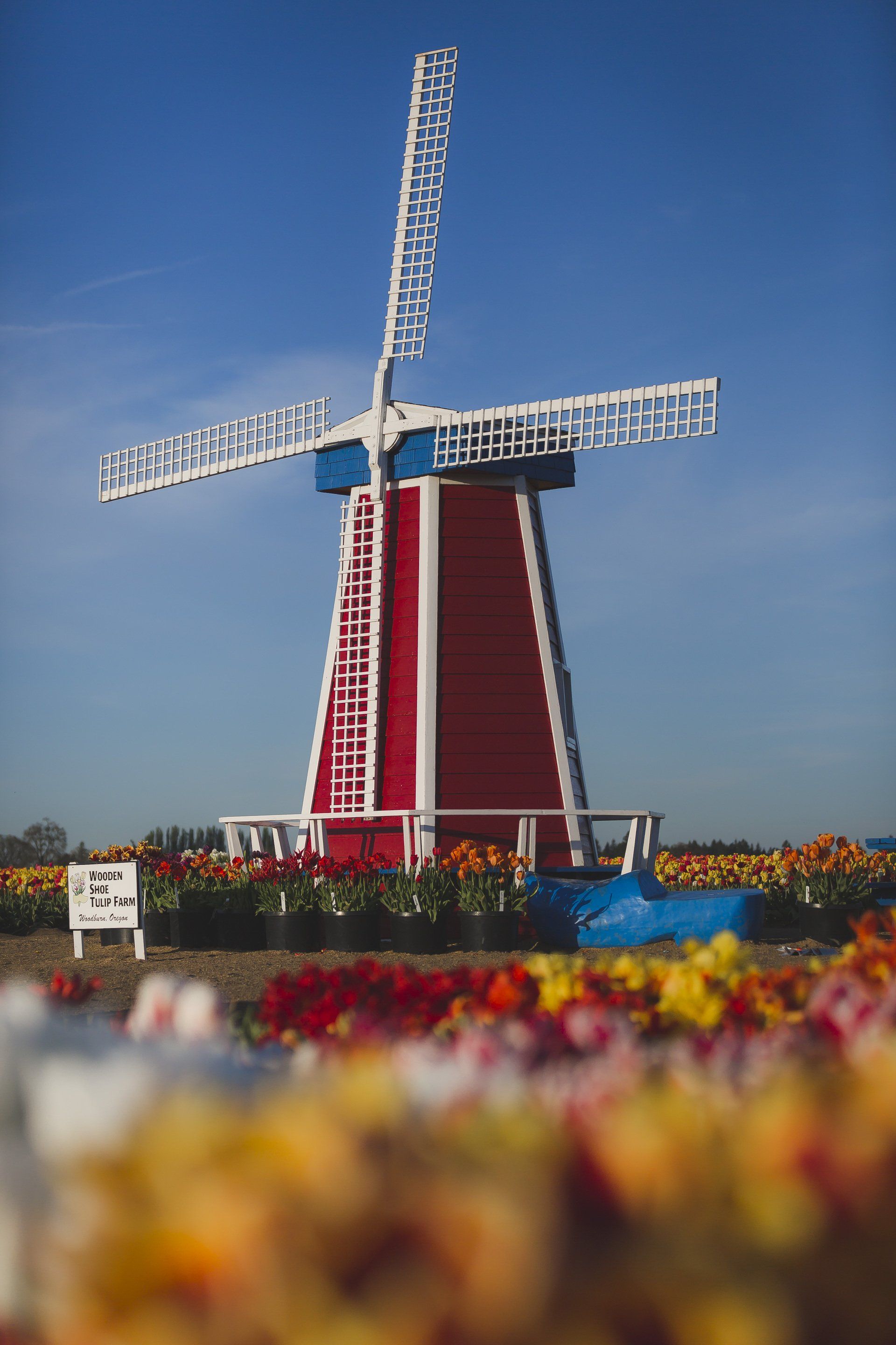 Red and white windmill with blue accents, tulip field, bright blue sky.