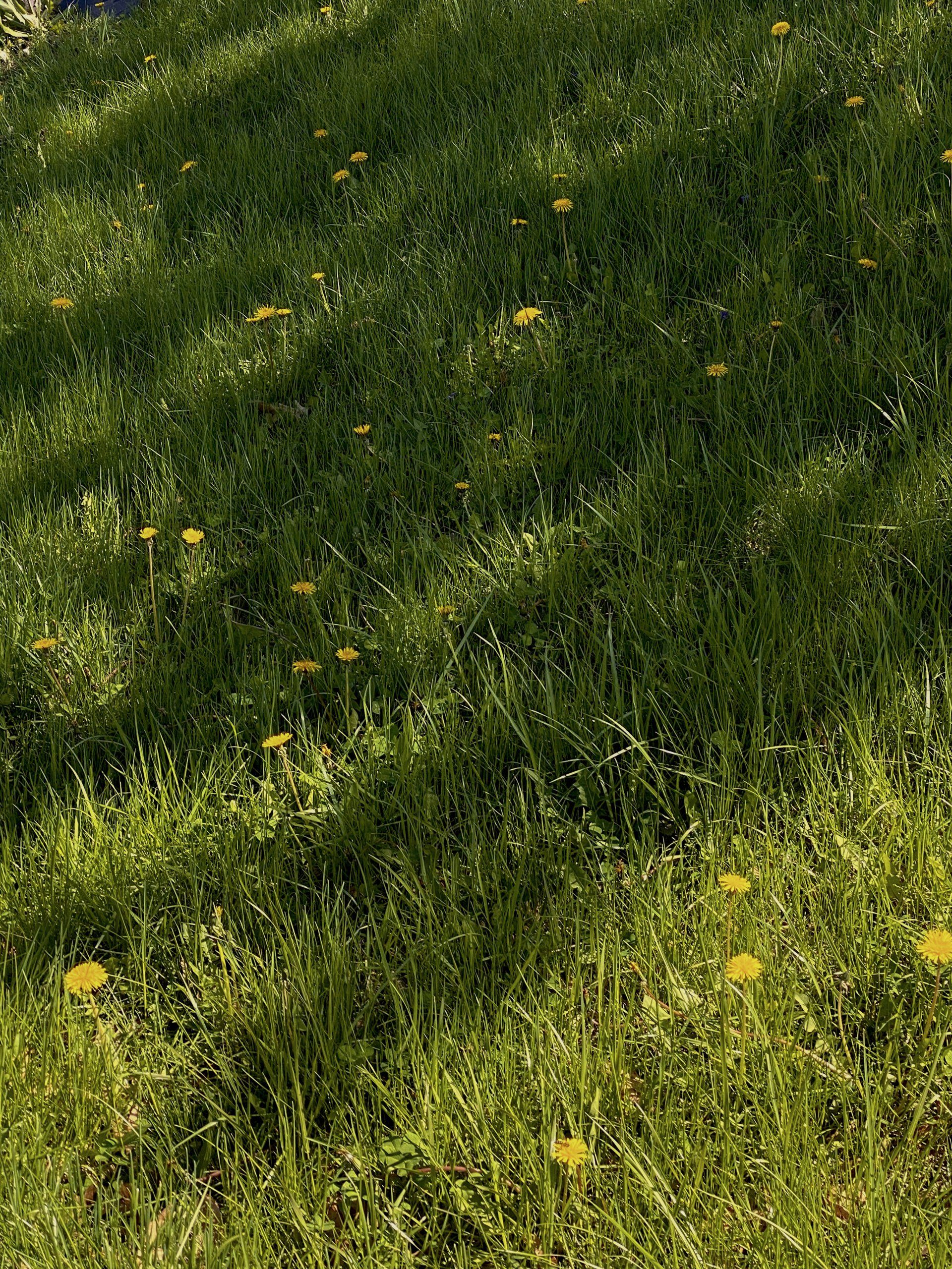 Targeted weed and pest control solutions