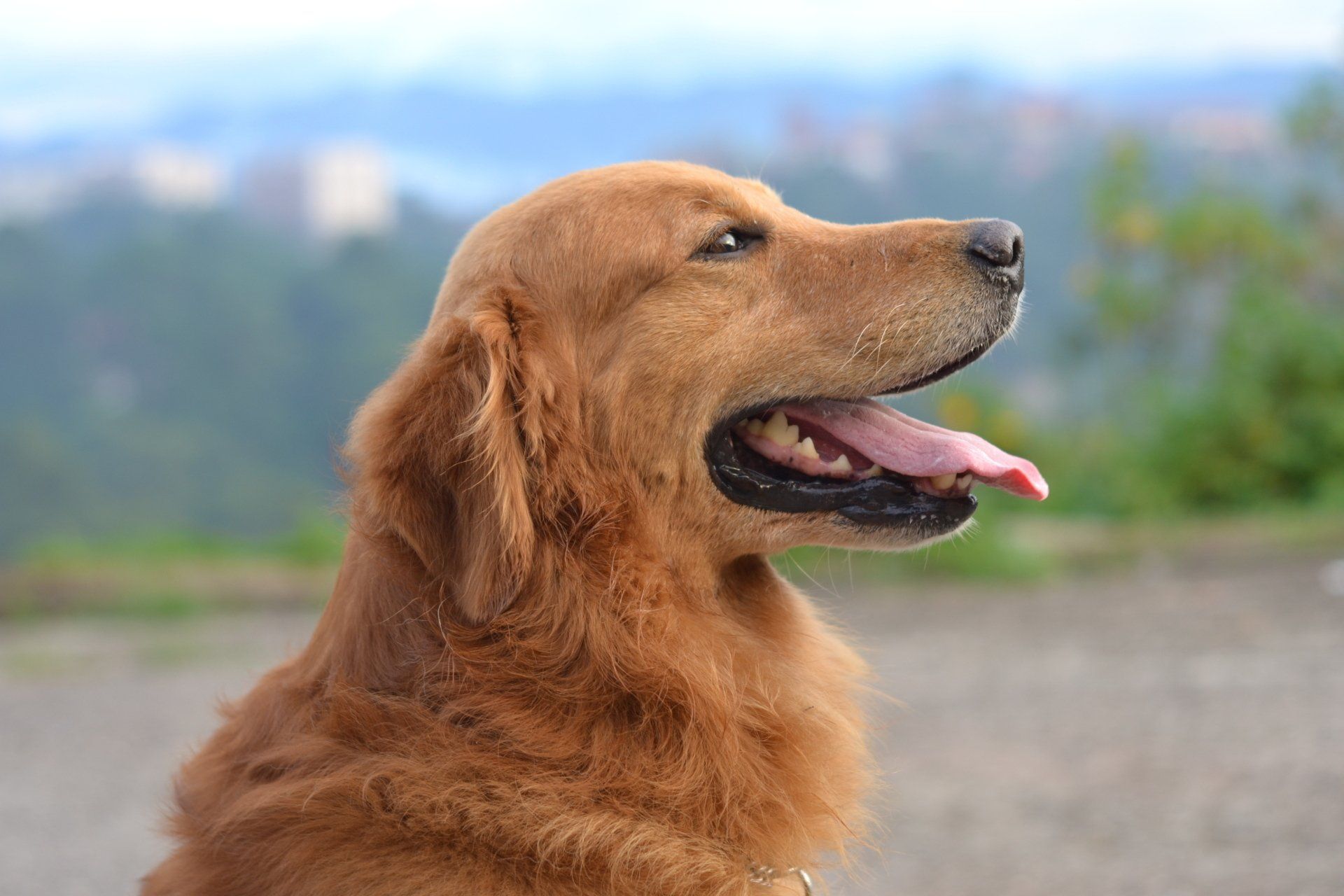 Tips for Preparing Your Dog for Boarding