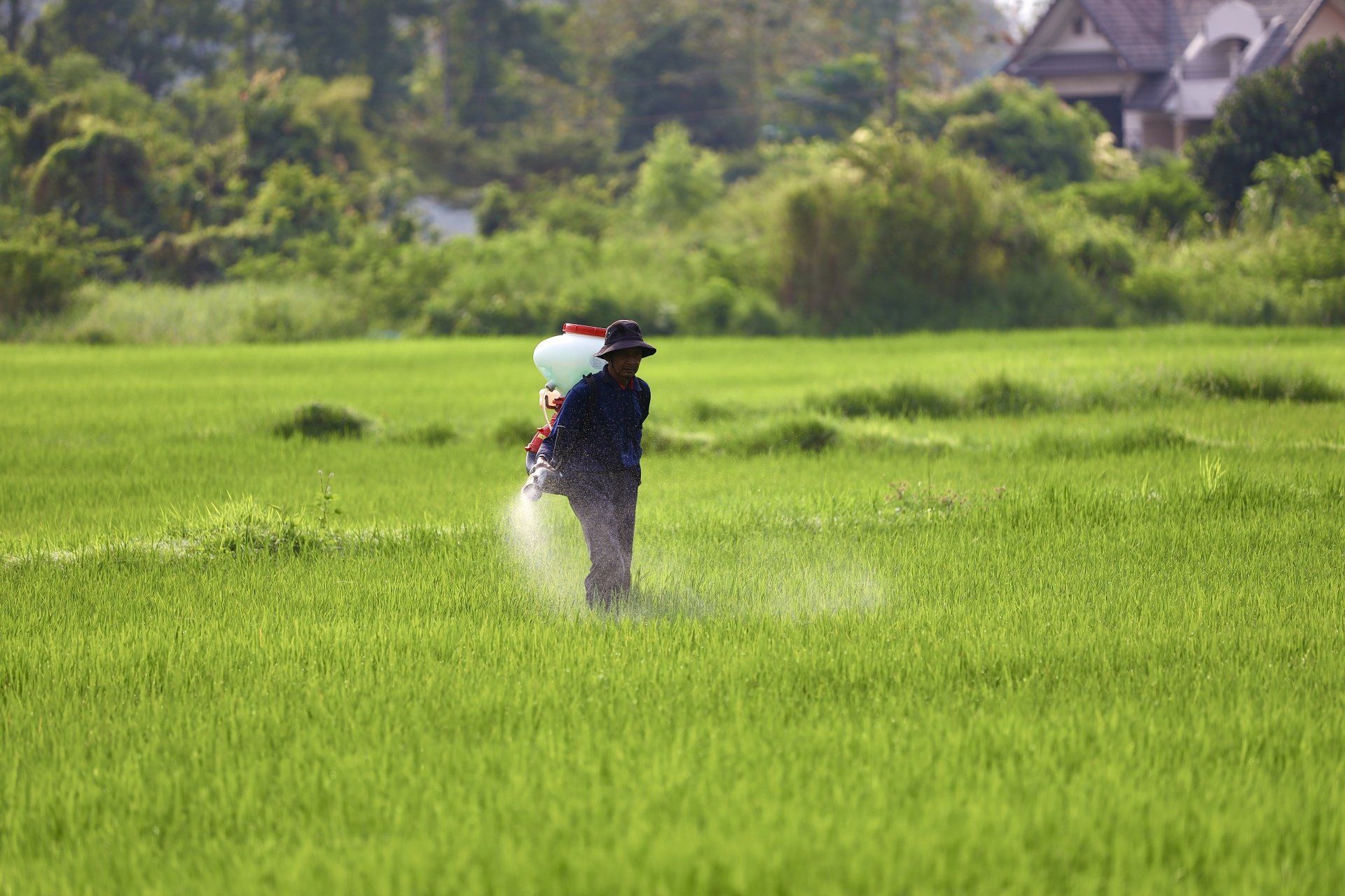 A man is spraying fertilizer on a lush green field.