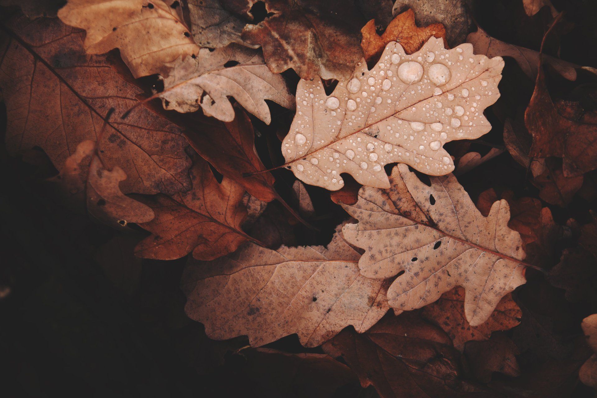 Close-up of wet, fallen oak leaves in various shades of brown.
