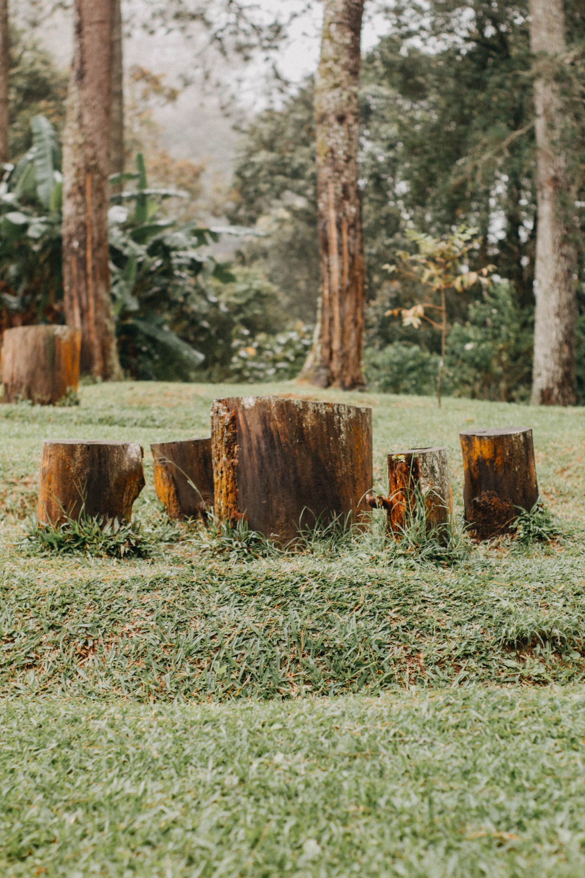 Affordable Stump Removal in Ithaca New York
