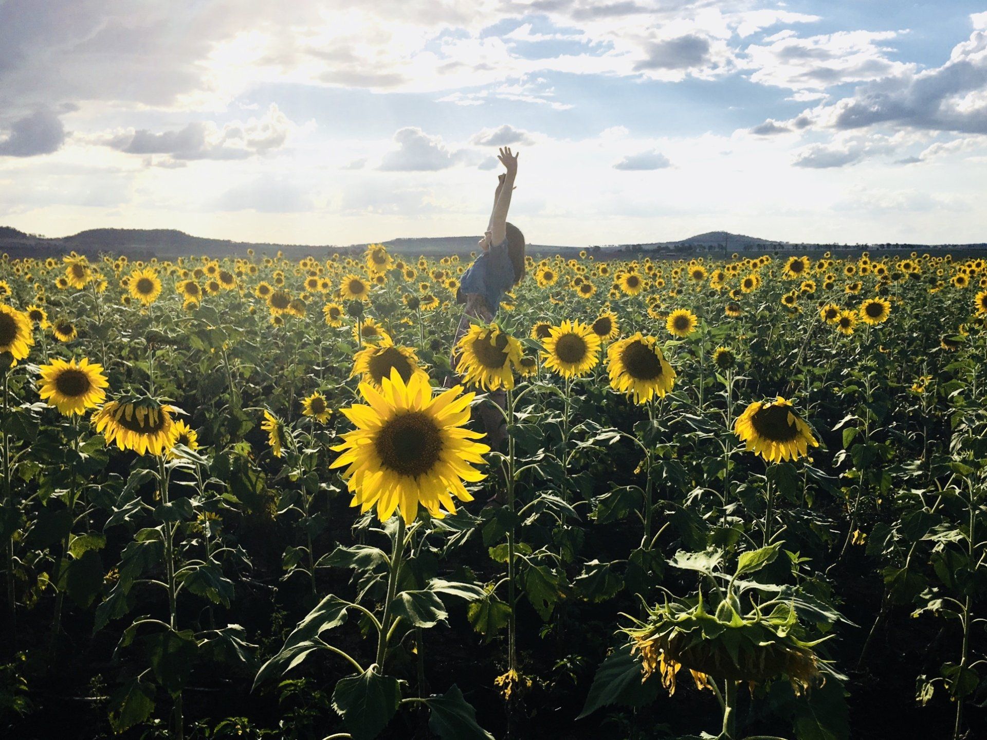 Person in a sunflower field raising arm toward sunlit sky.
