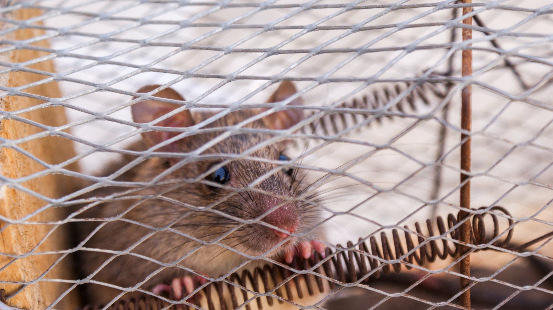 A mouse is sitting in a wire cage.