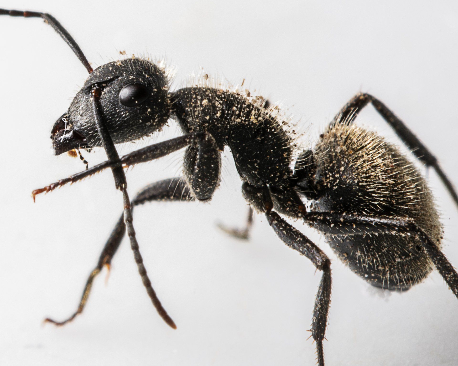 Ant Removal | Chesterfield MO | Buckingham Pest Control