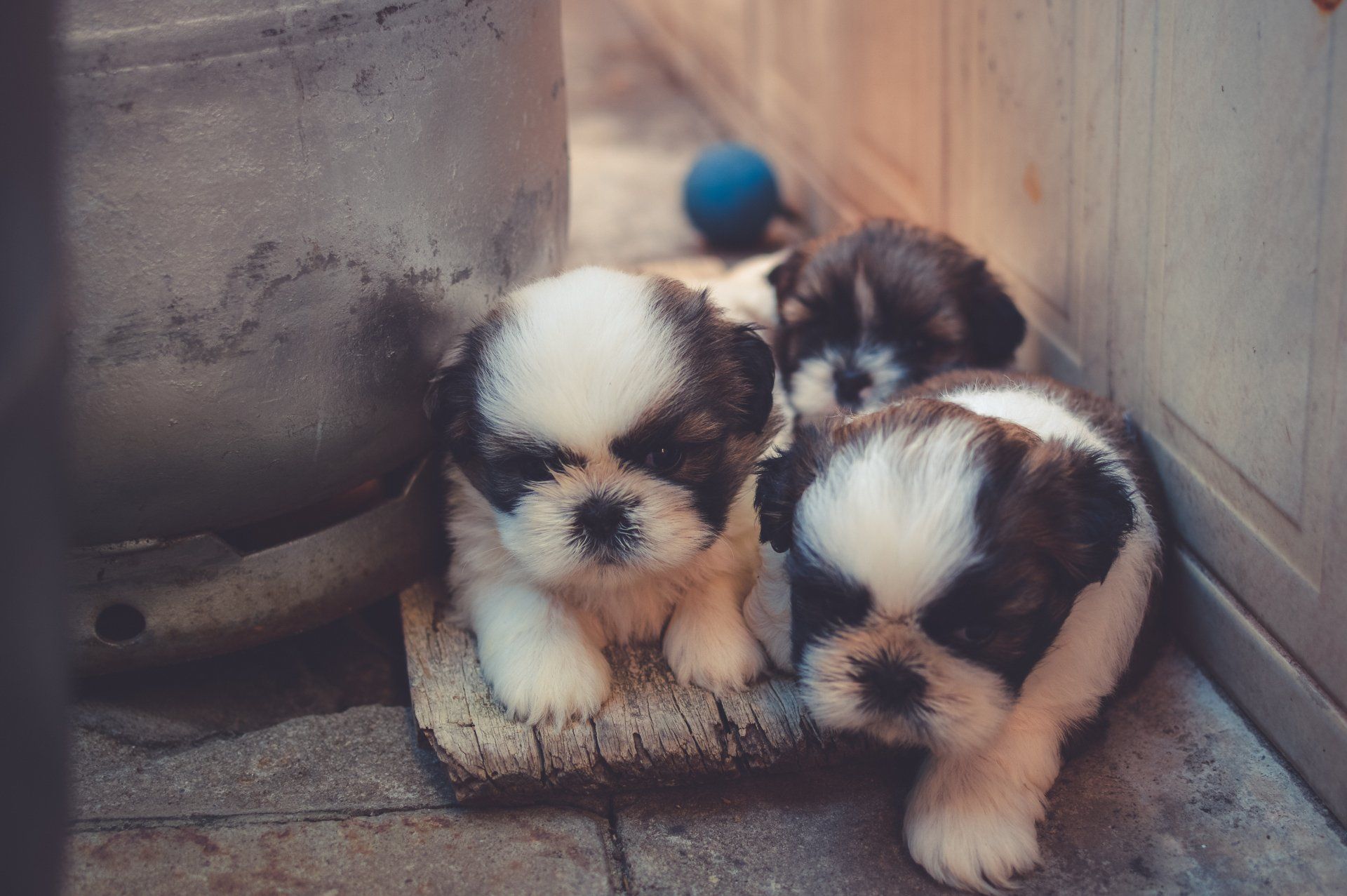 Private Puppy Trainer Burlington