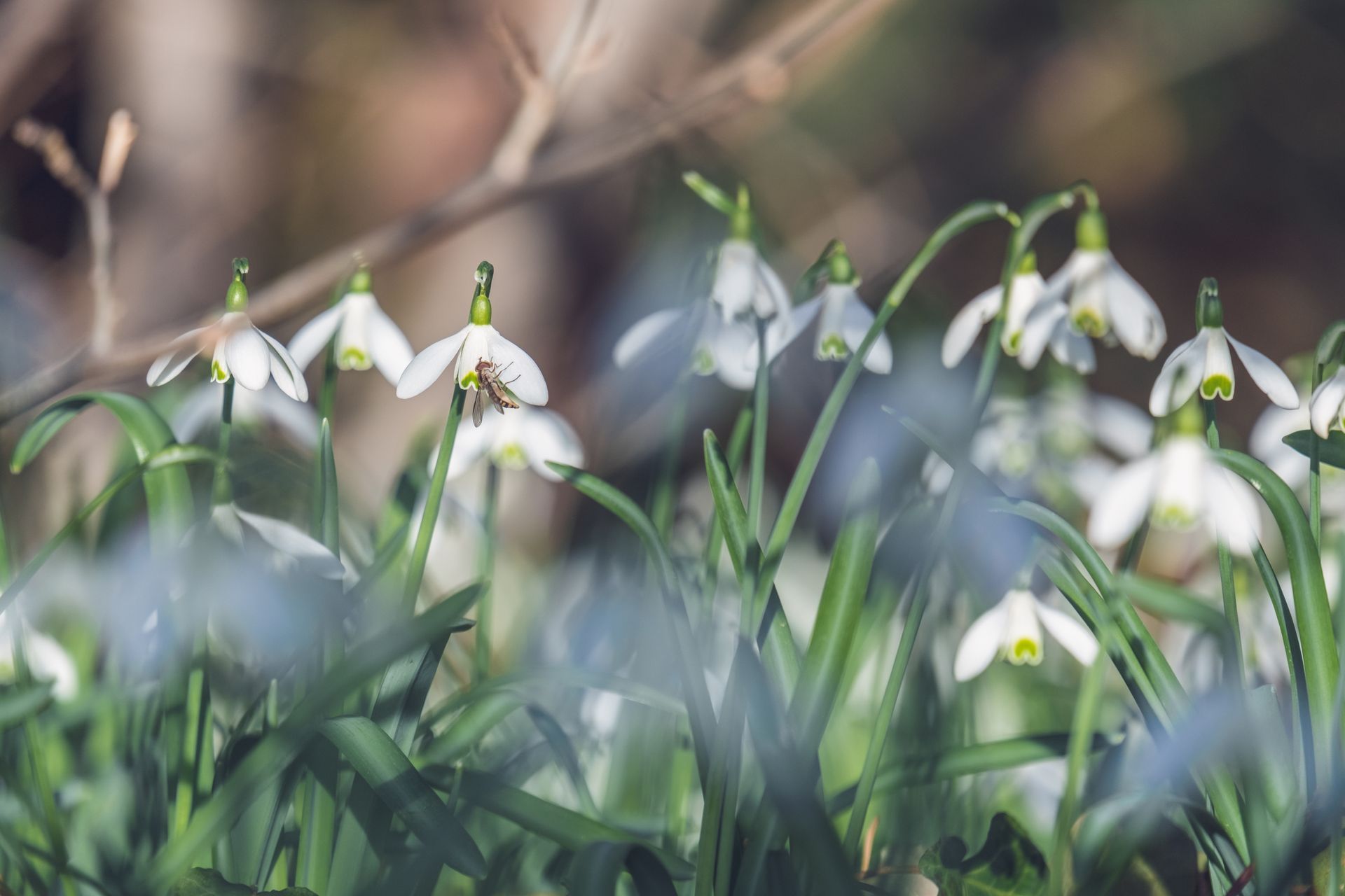 Witte sneeuwklokjes bloeien tussen groen gras, dat op de achtergrond vaag is weergegeven.