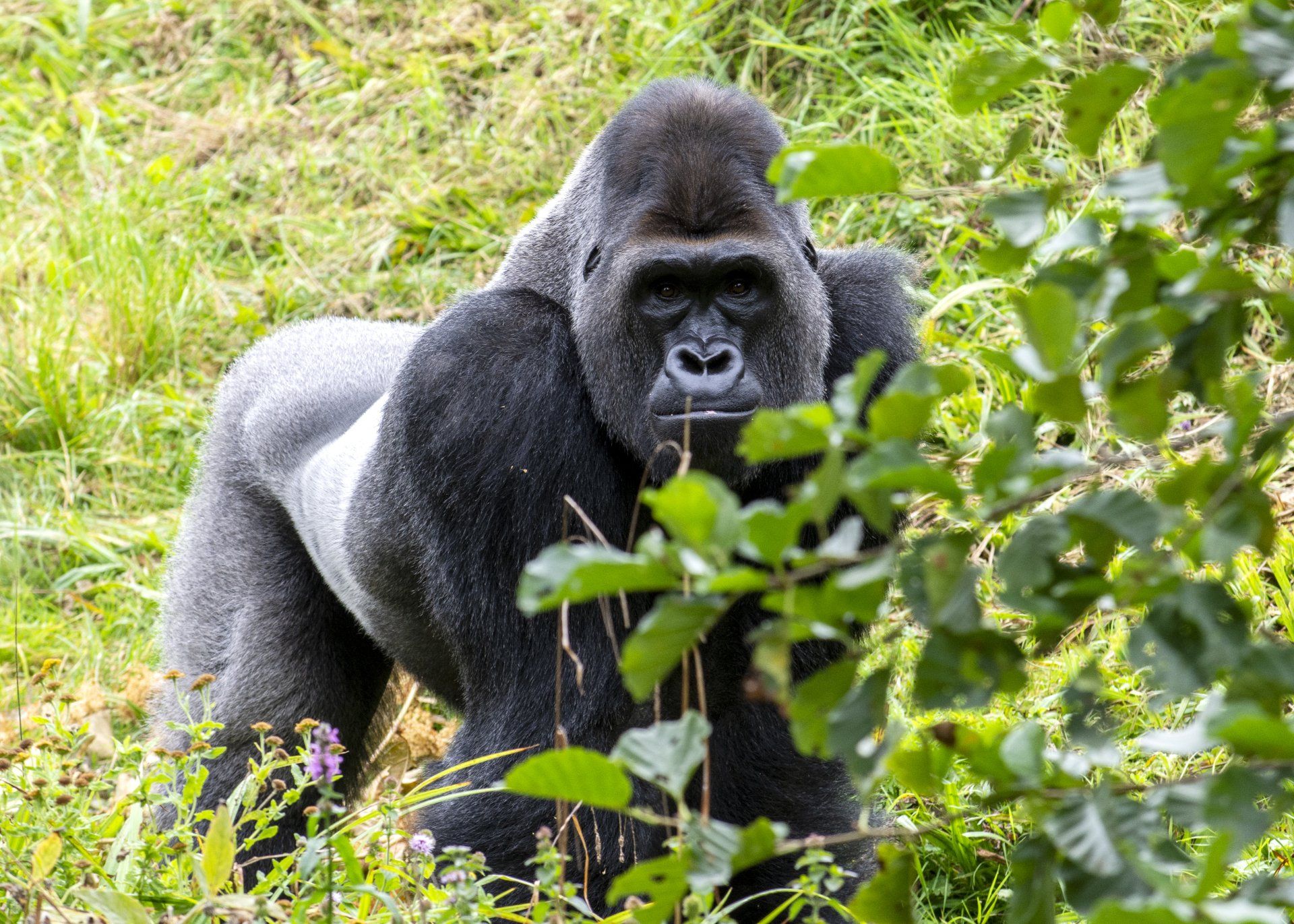 Mountain Gorillas of Rwanda