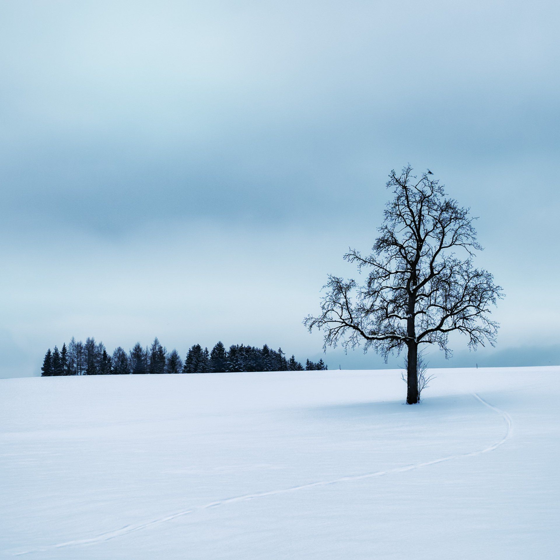 winter scene