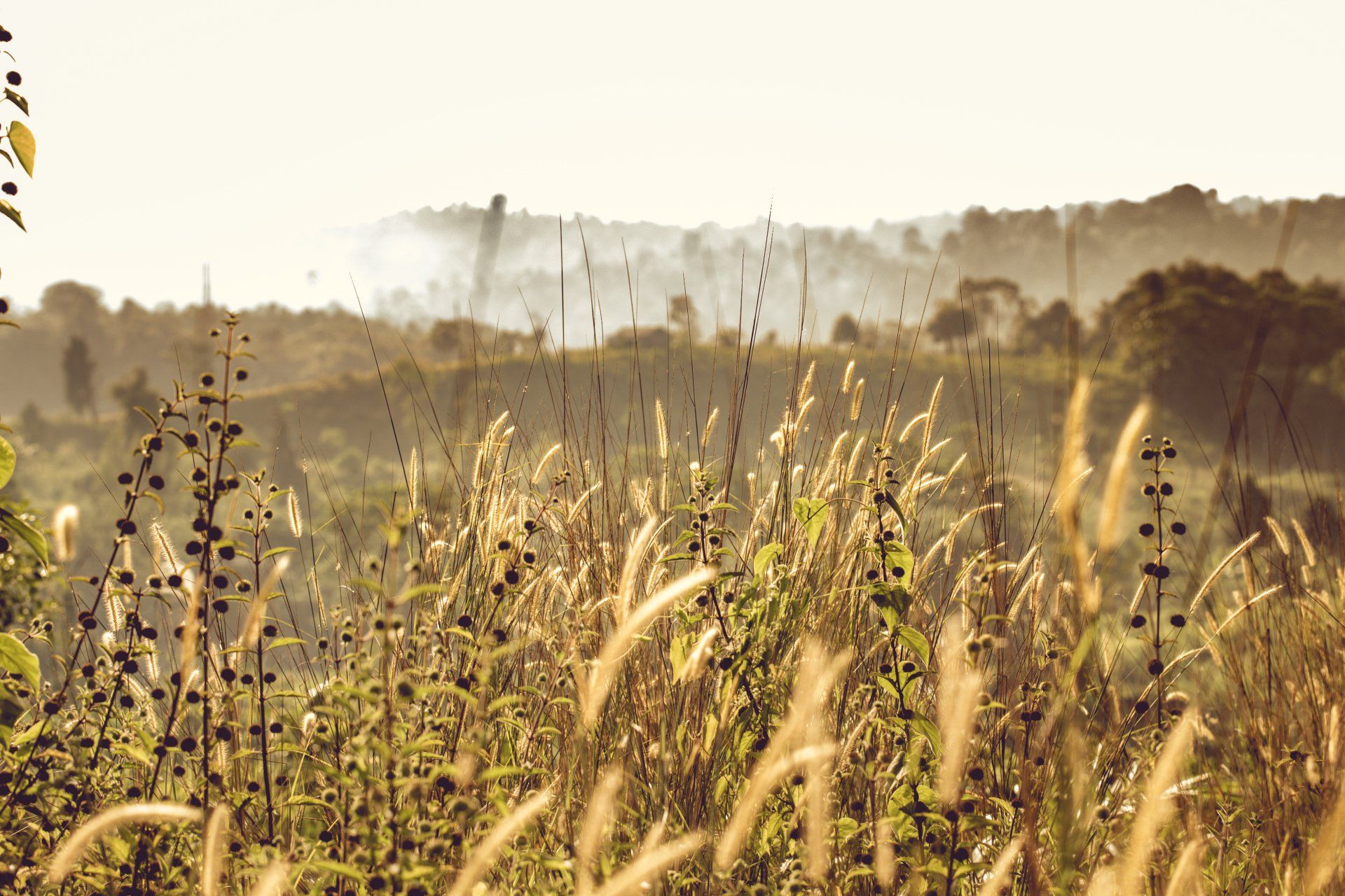 Safe and eco-friendly weed control