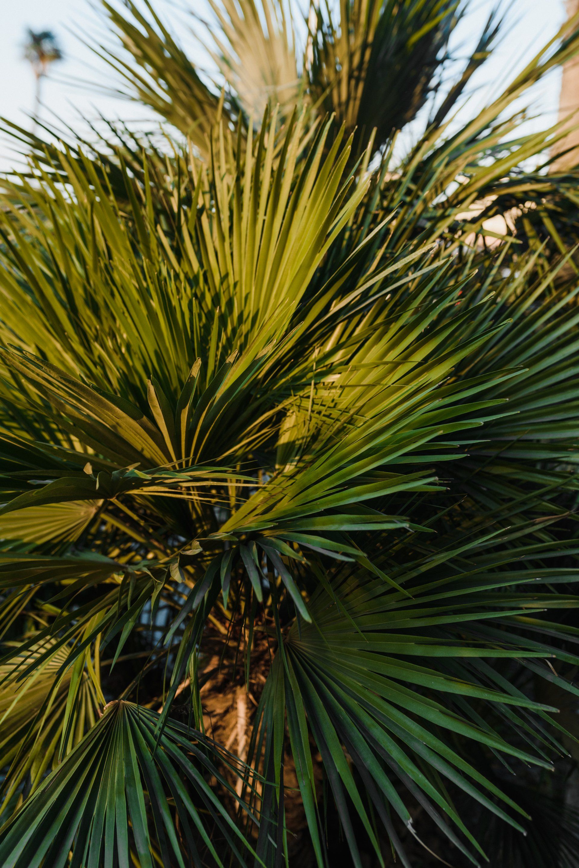 Palm Tree clipping removal | Tampa, FL | Blue Whale Junk Removal