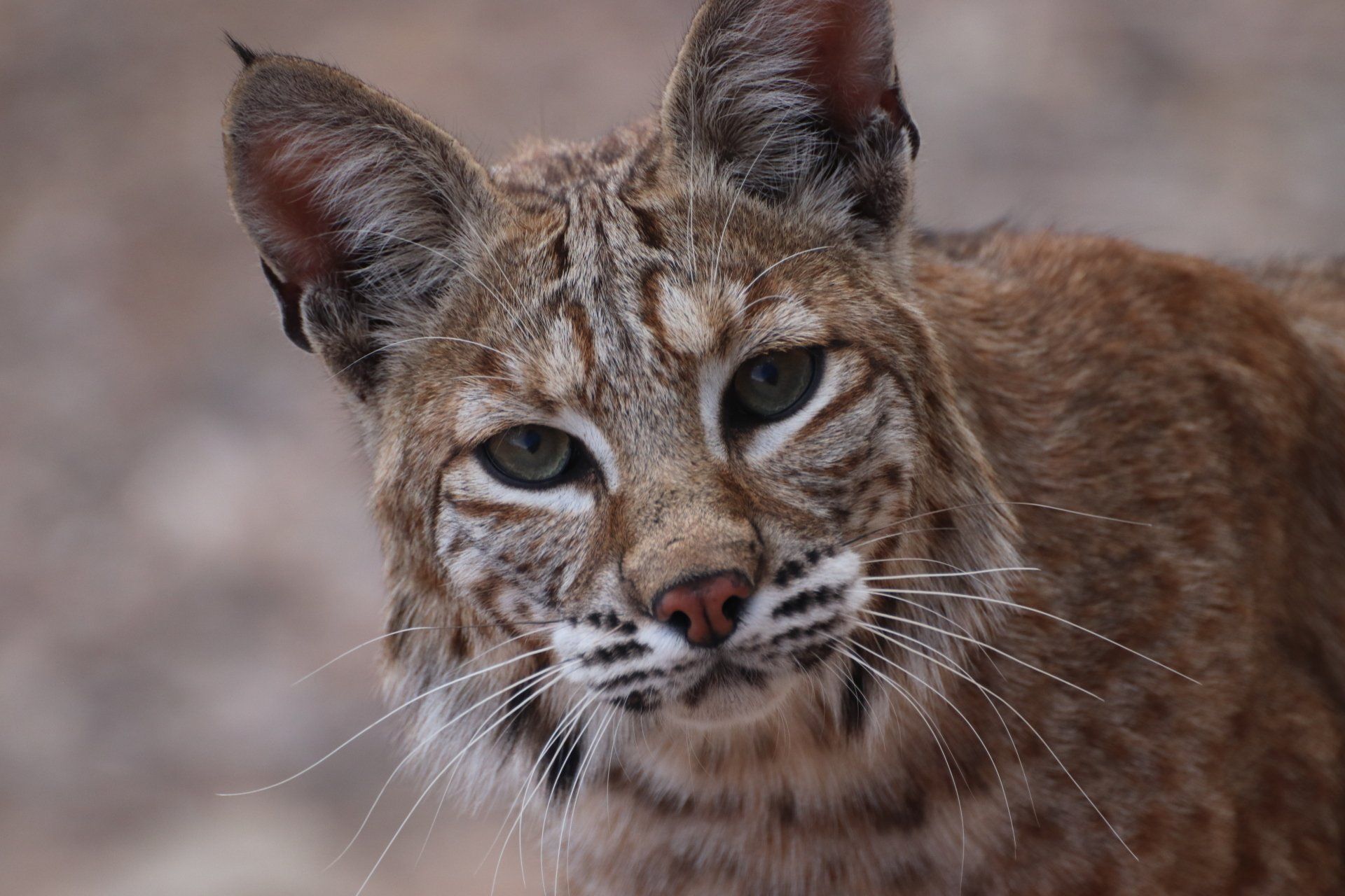 Rescuing Ocala Wildlife - A 501c3 Wildlife Rescue in Ocala serving Central Florida communities