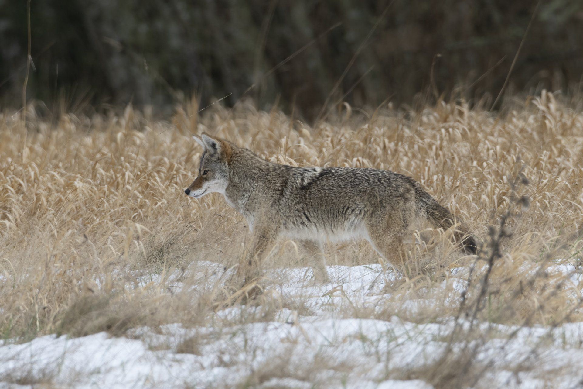Coyotes - True Love by Samantha Britt Beaumont