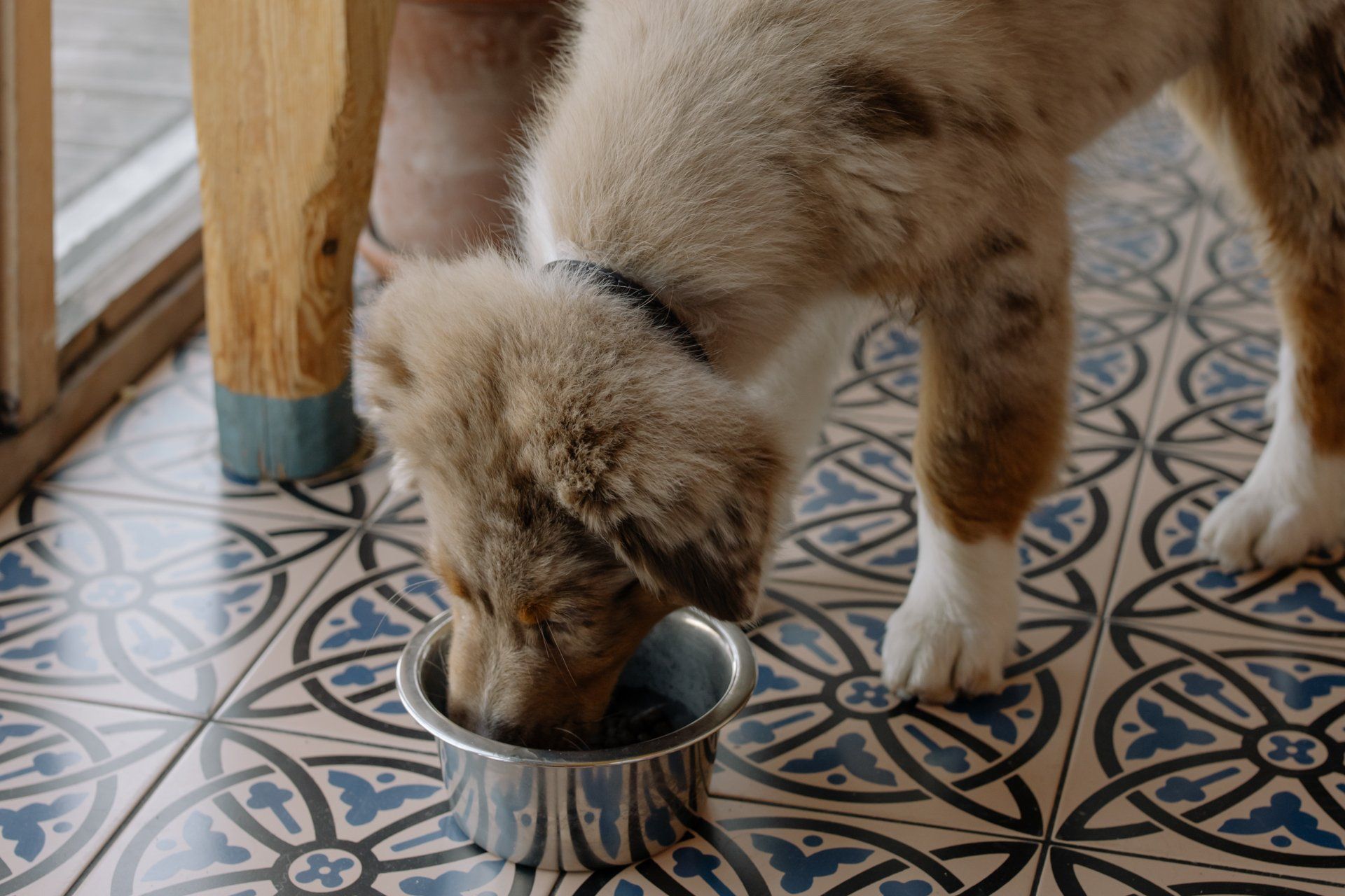 Cute dog with empty bowl at MCHS Pet Food Pantry