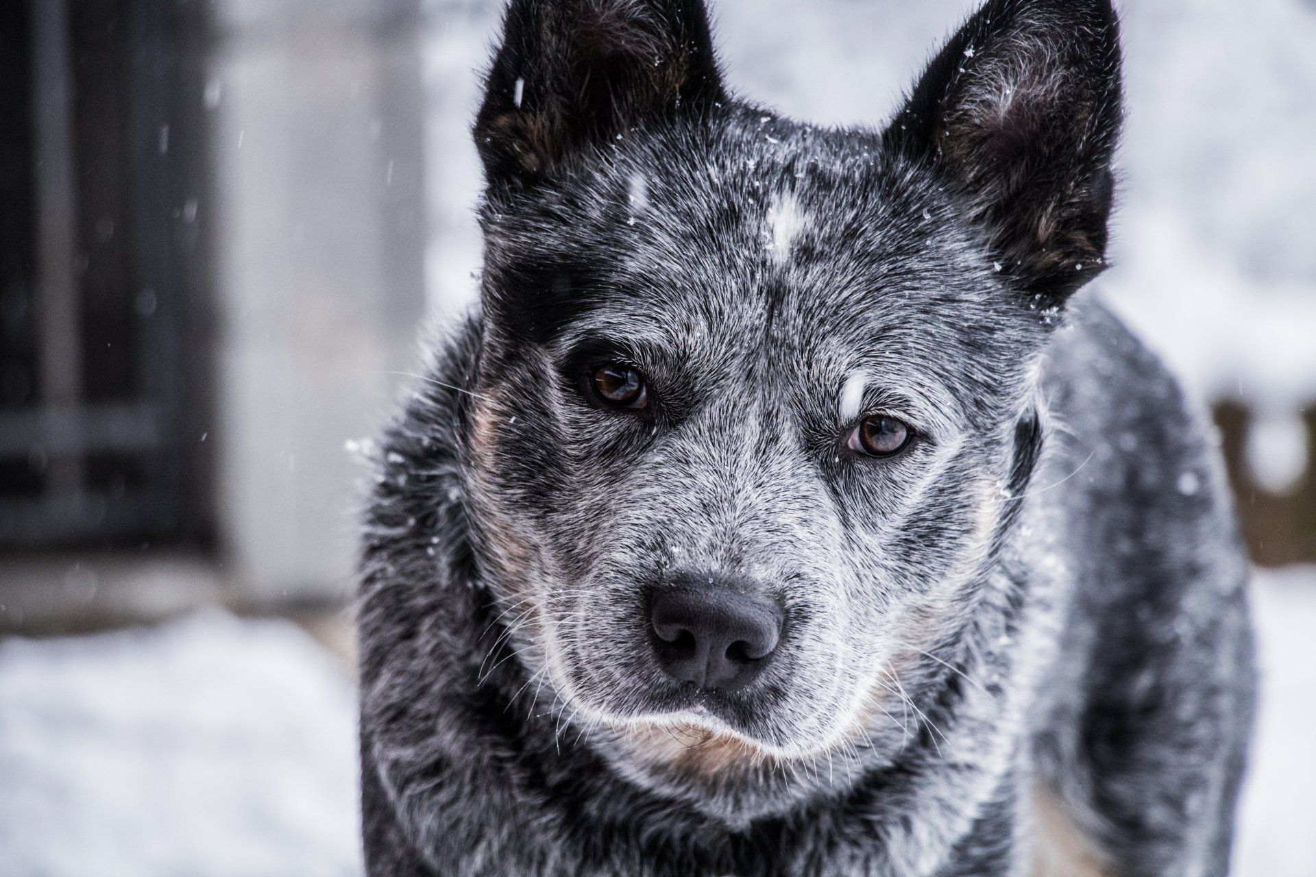 canine hydrotherapy, dog hydrotherapy, canine bodywork, dog massage, canine massage