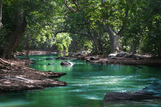  A beautiful stream running through a leafy glade
