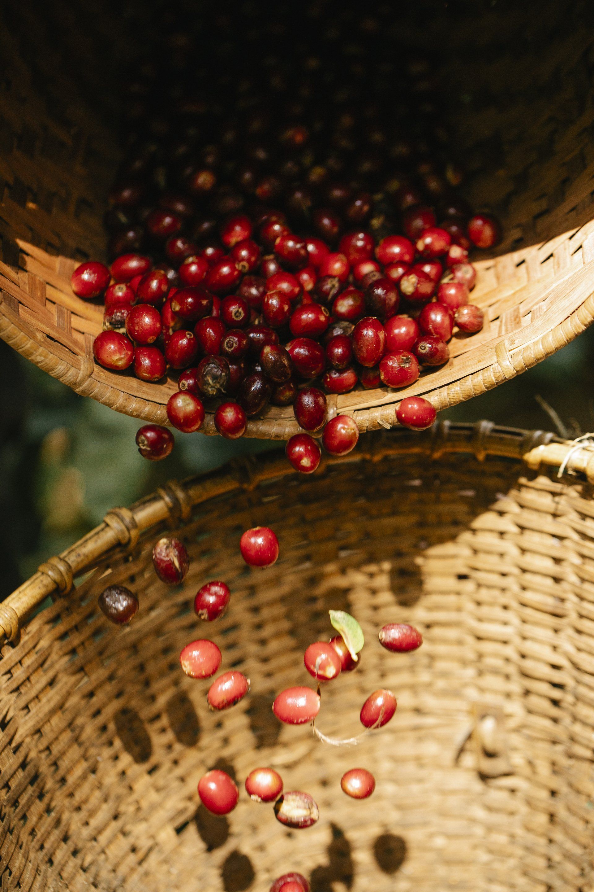 Cranberries are being poured into a wicker basket.