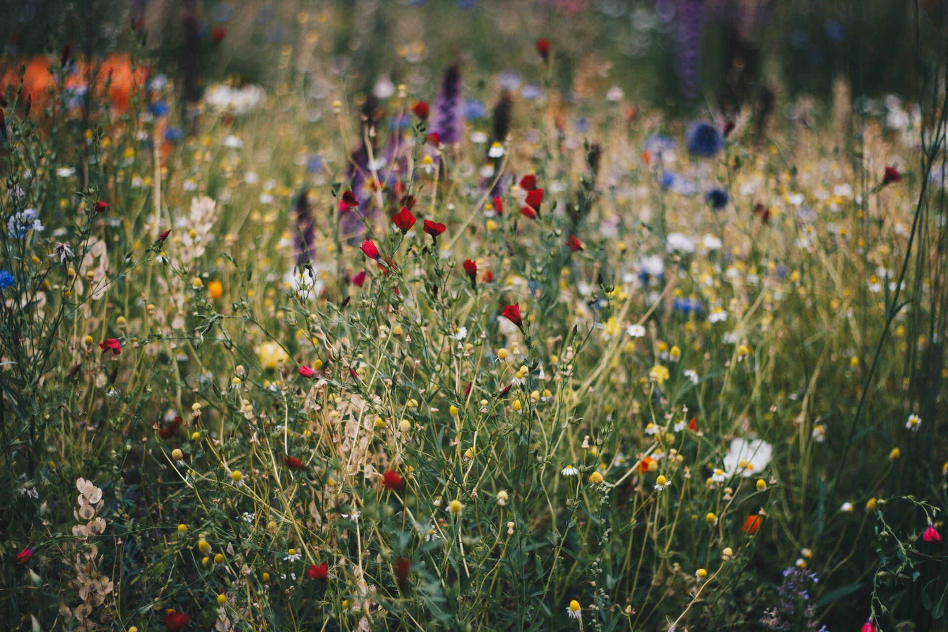 Pollinated flowers