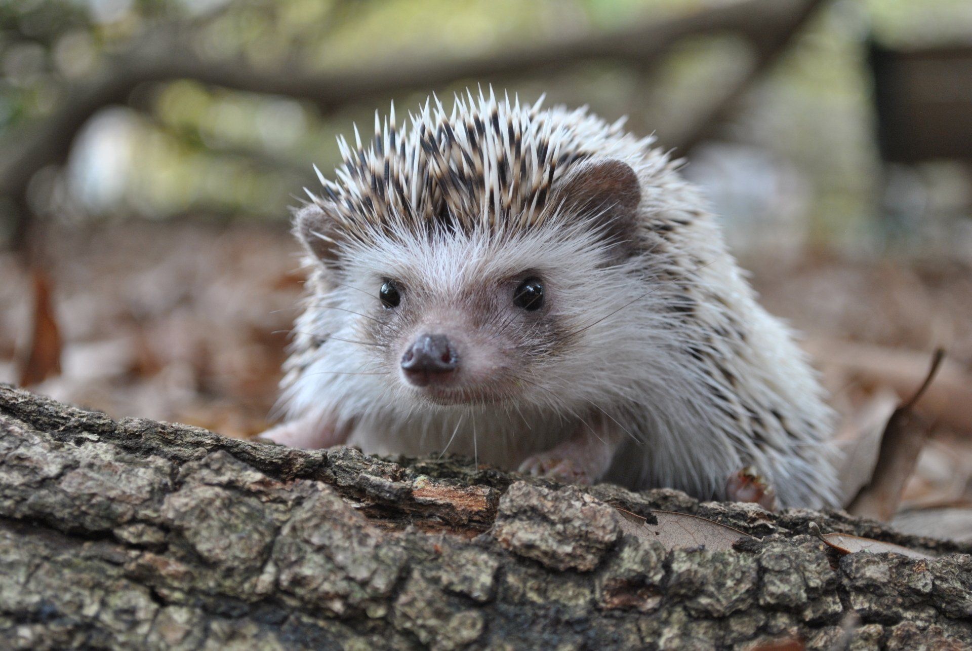 Hedgehogs