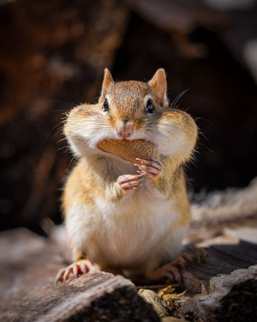 Do I have to pay for the photographers meal at the wedding?