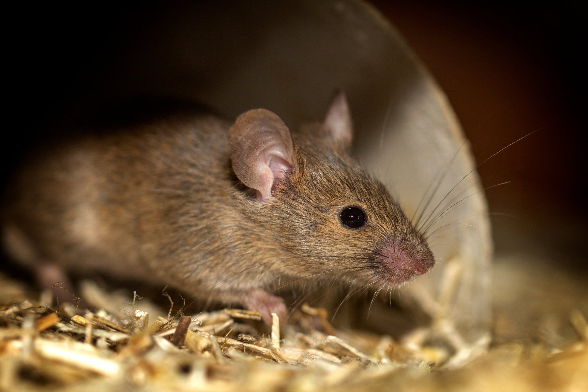 Mouse coming out of nest