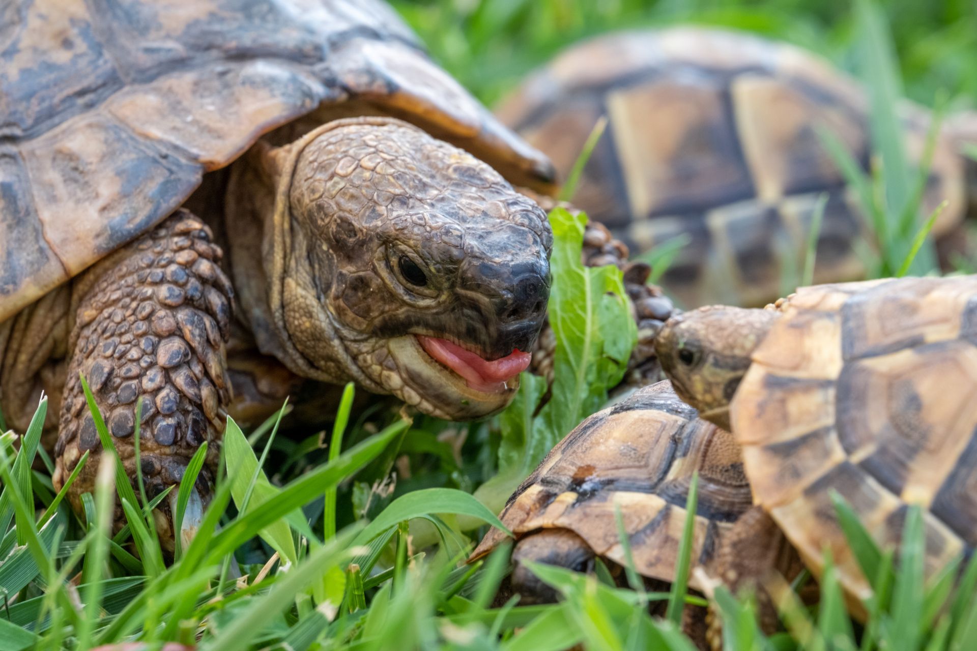 A couple of turtles are eating grass in the grass.