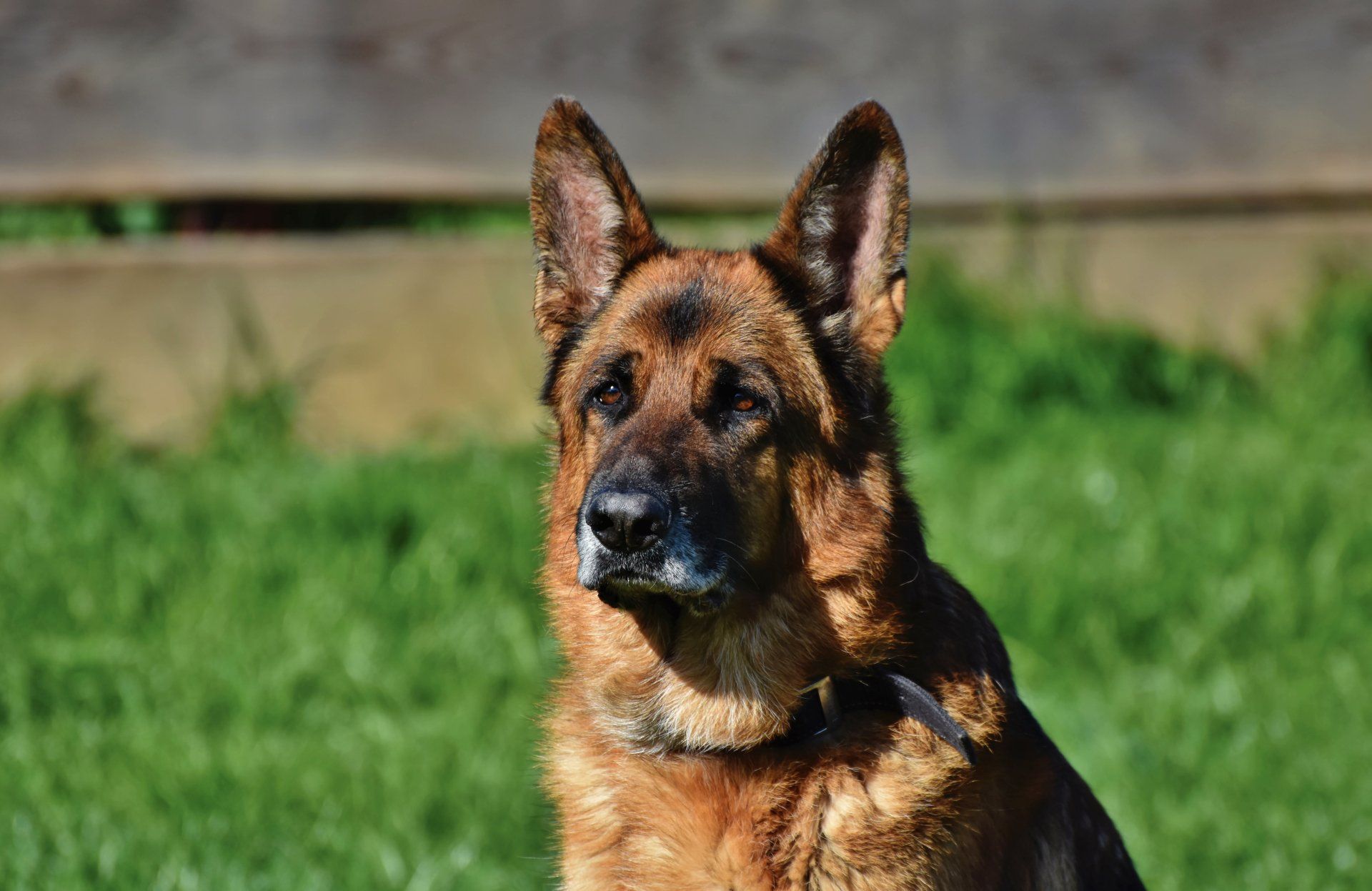 A german shepherd dog is sitting in the grass and looking at the camera.