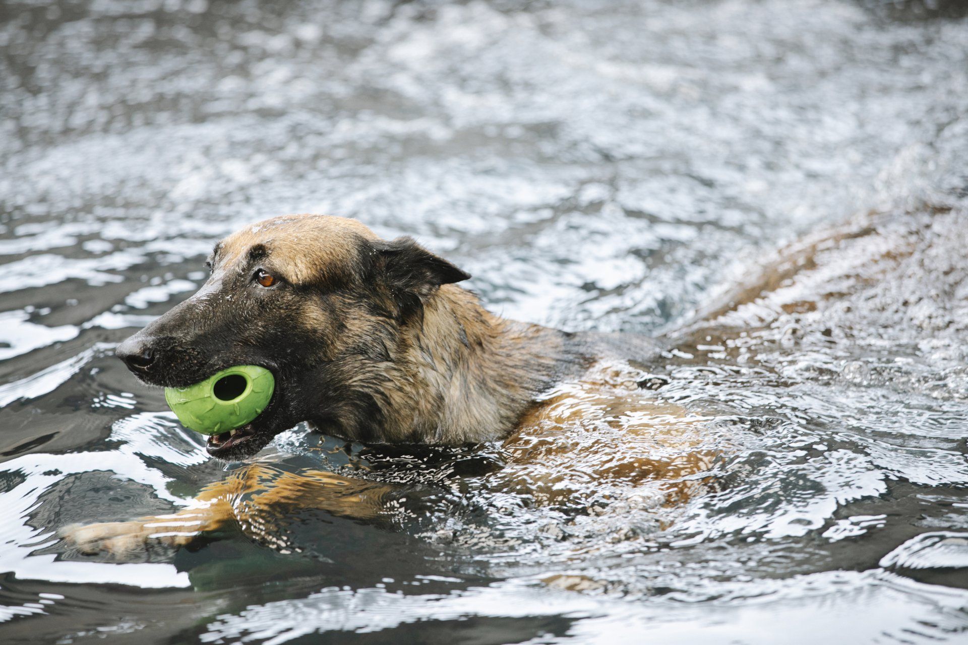 Dog swimming in water, holding a green ring toy in its mouth.