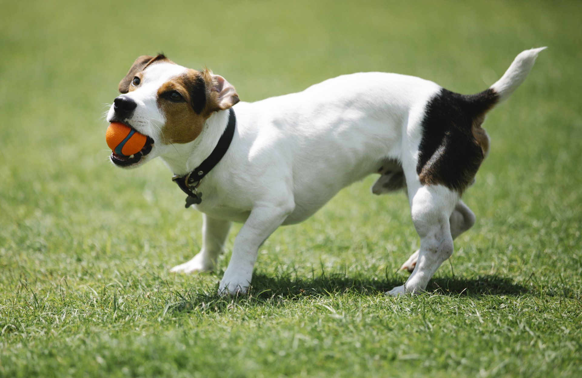 Dog boarding