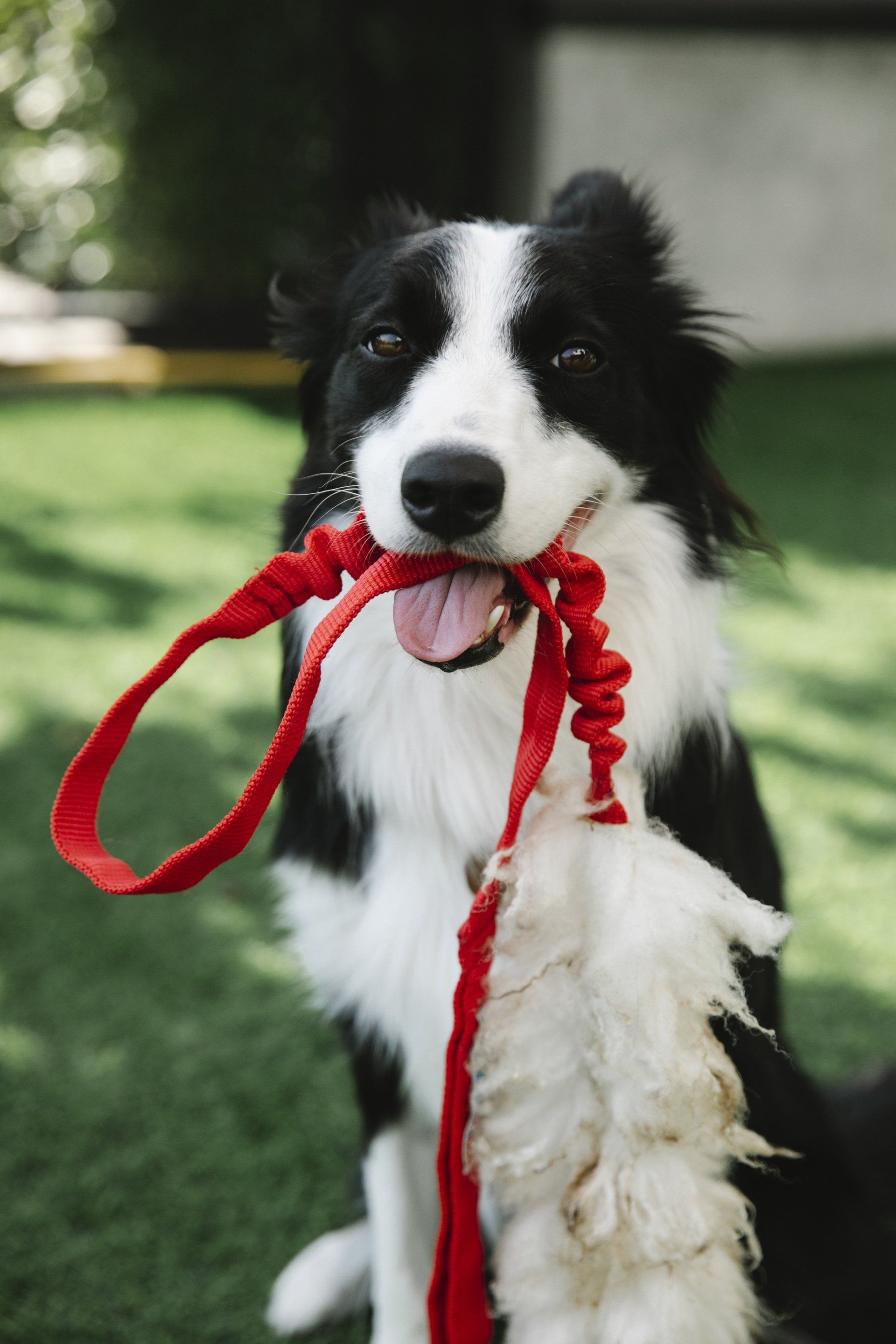 Black and white dog holding a red leash in their mouth