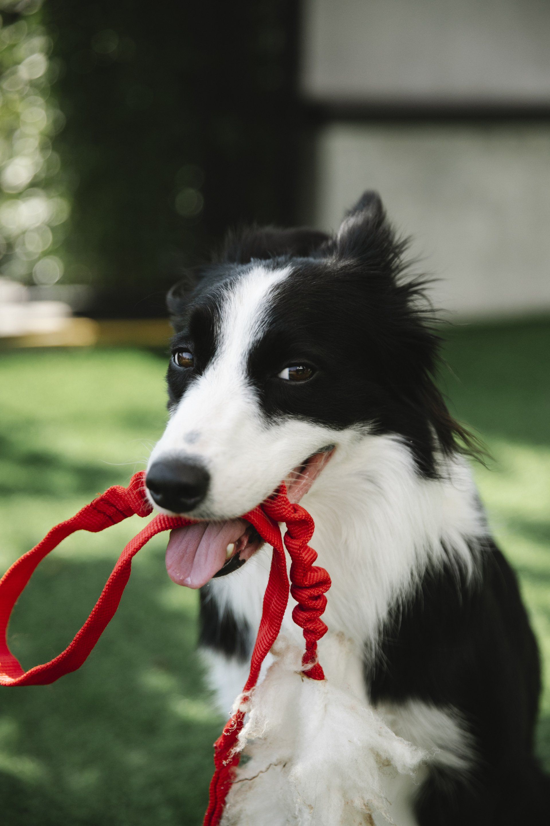 Scooper Hero Pet Waste Removal image