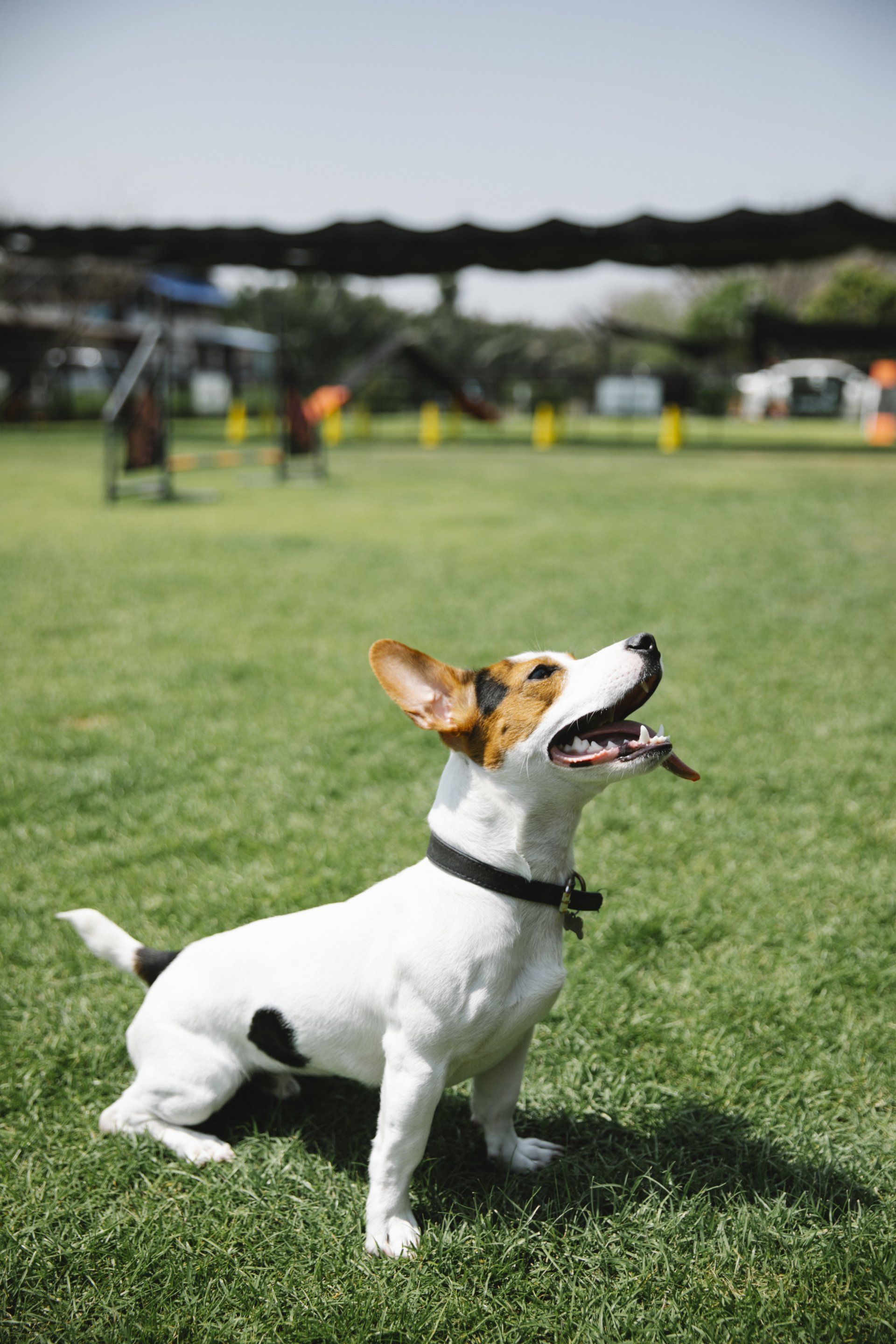 Dog sitting in a grassy field, looking up with tongue out. Black collar, brown and white fur.