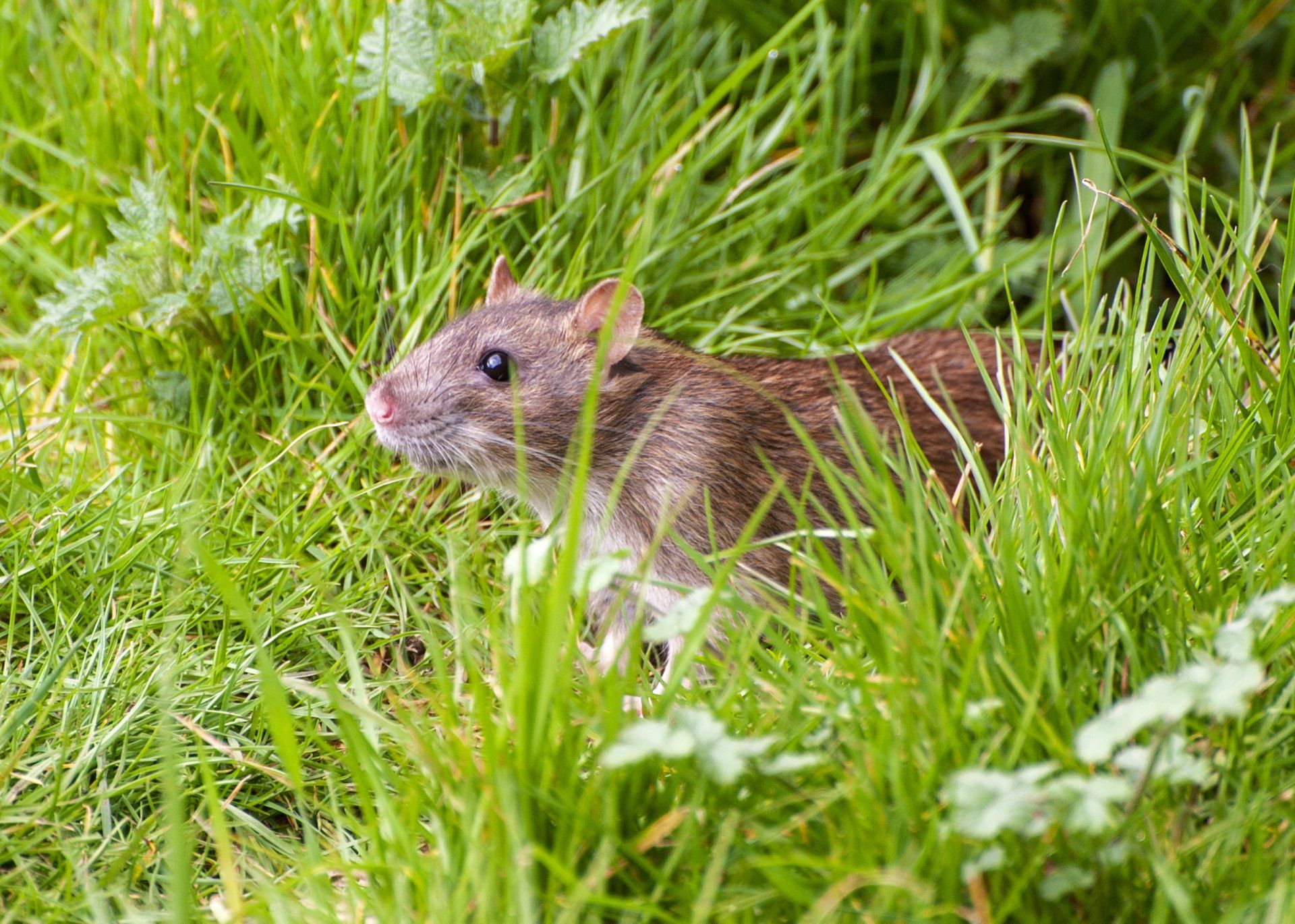 Pest Controller Commercial contracts