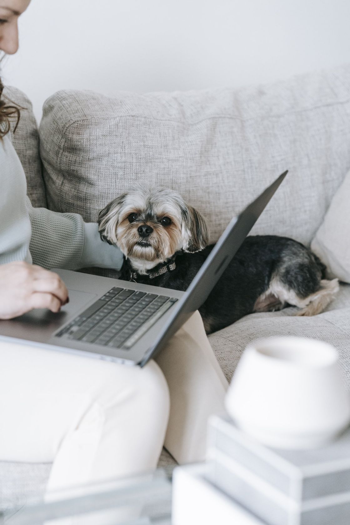 dog on couch